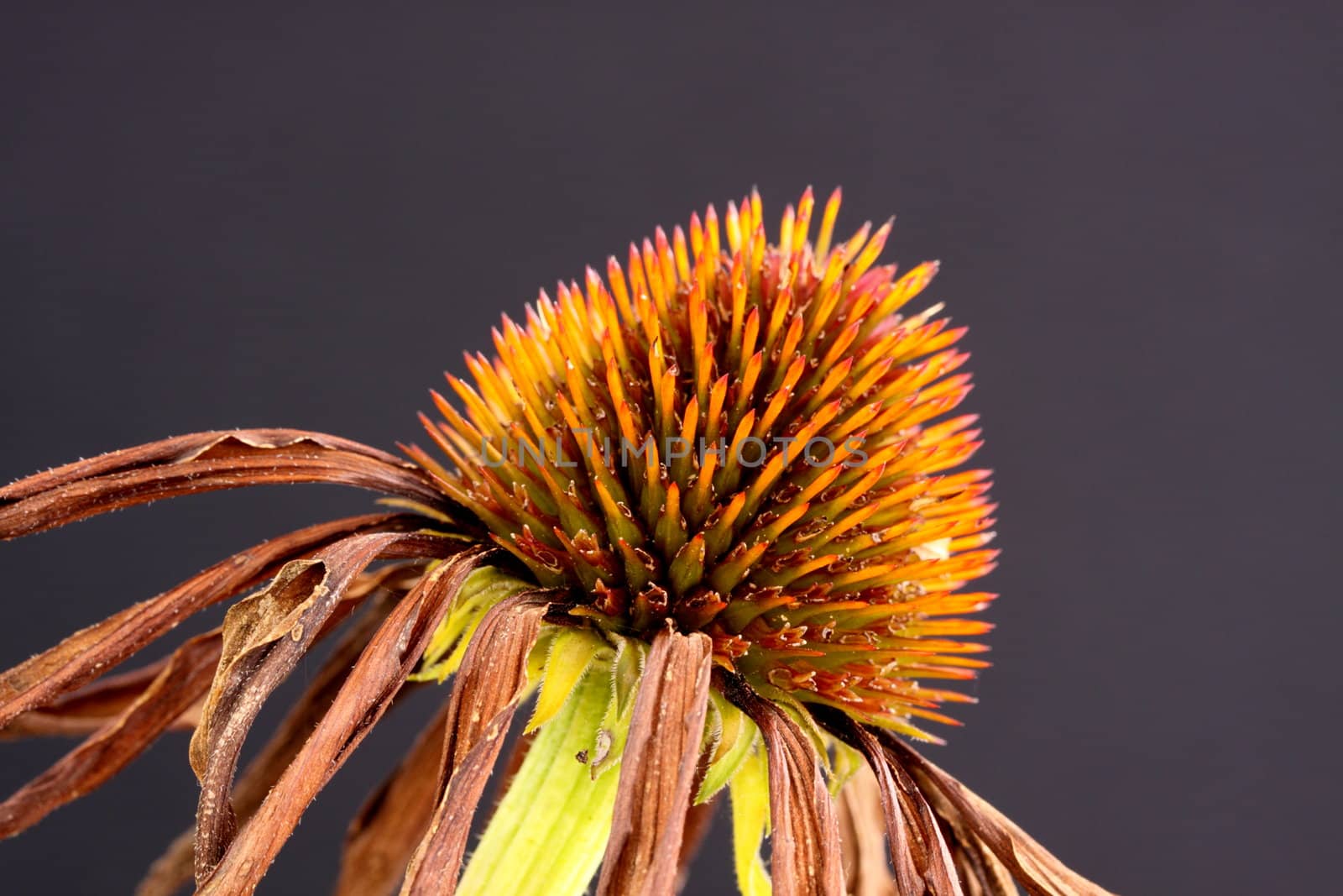 echinacea seed head