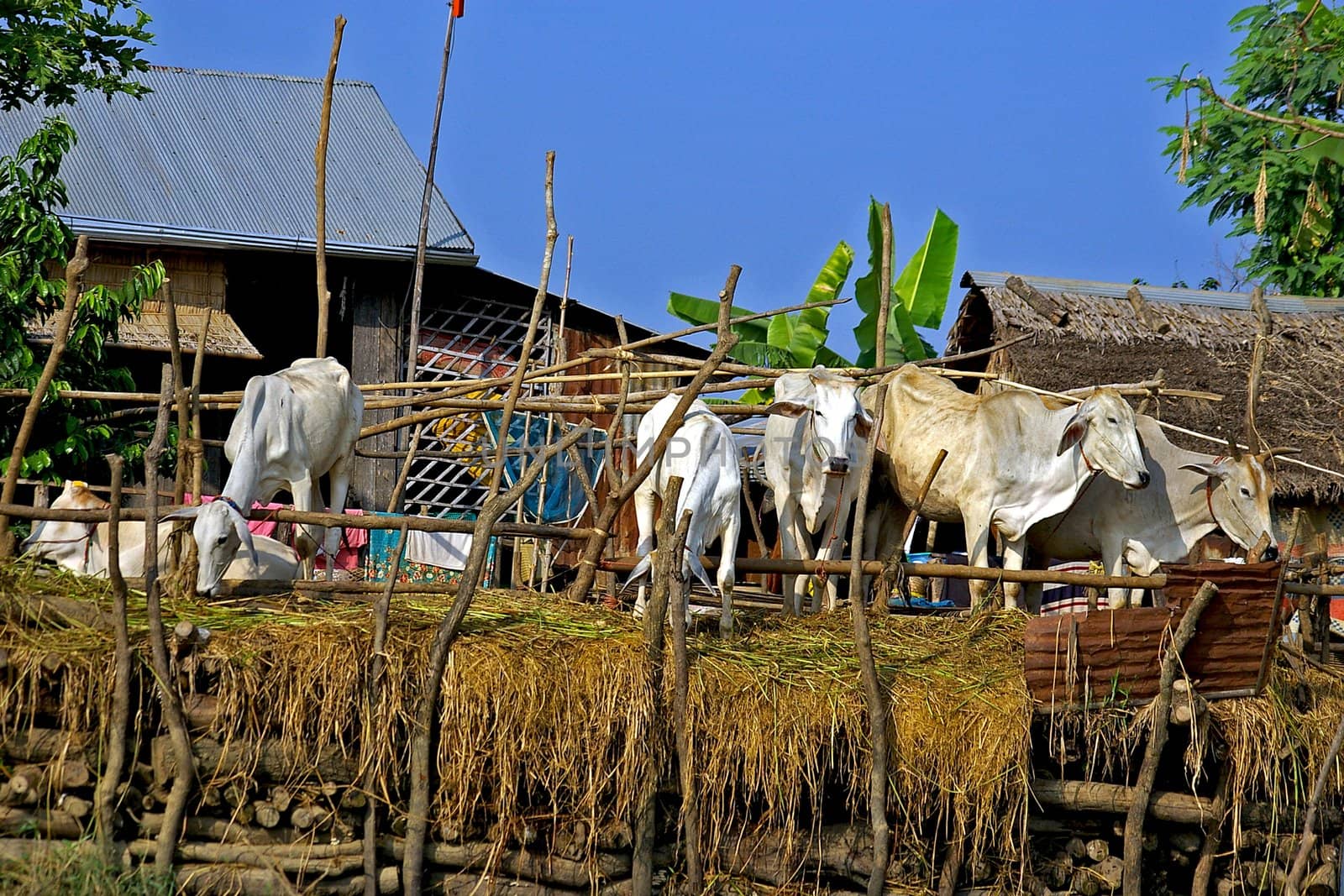 Cows in a farm by Komar