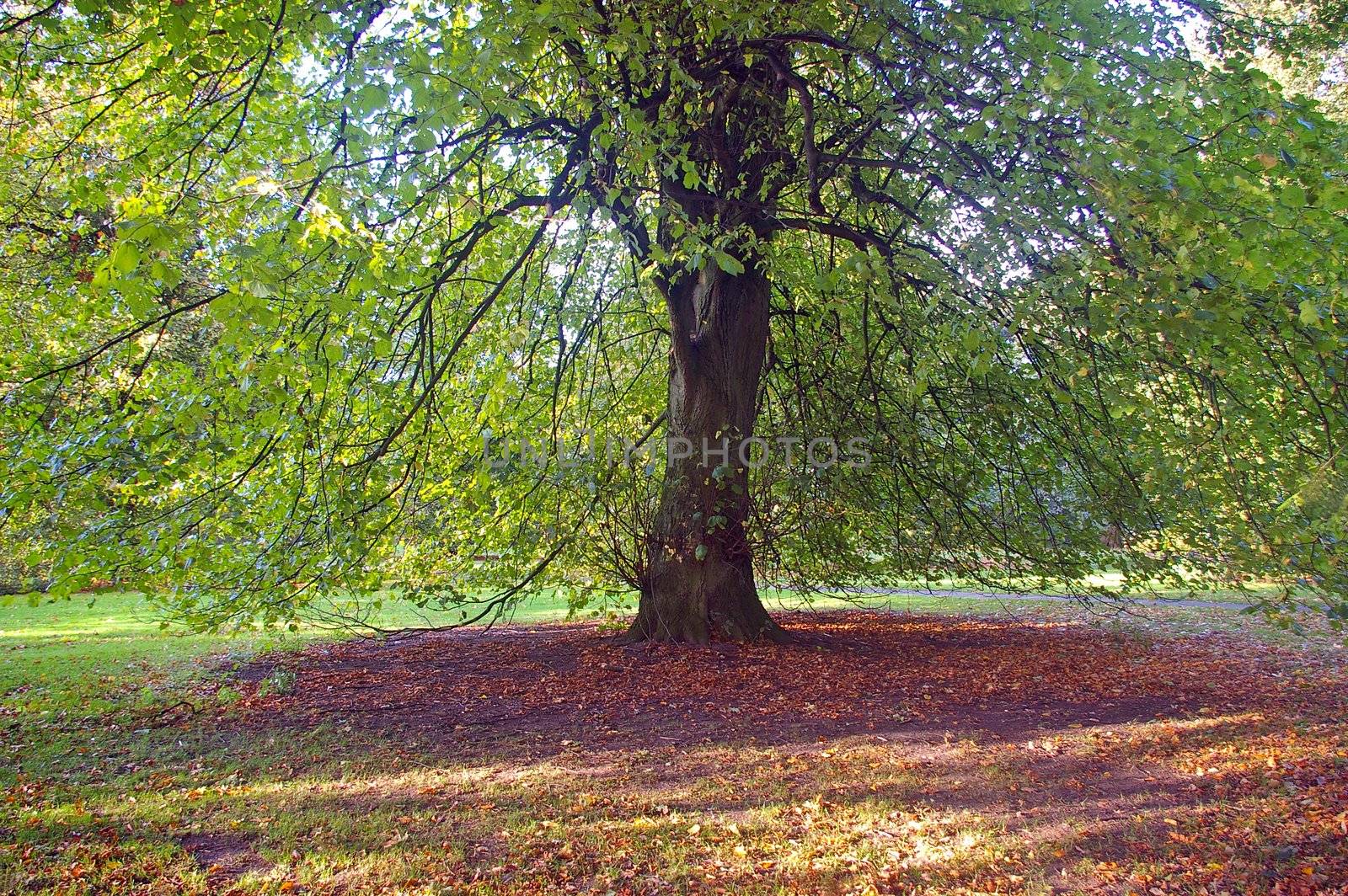Leaves on tree in Dunham park, Cheshire, UK.