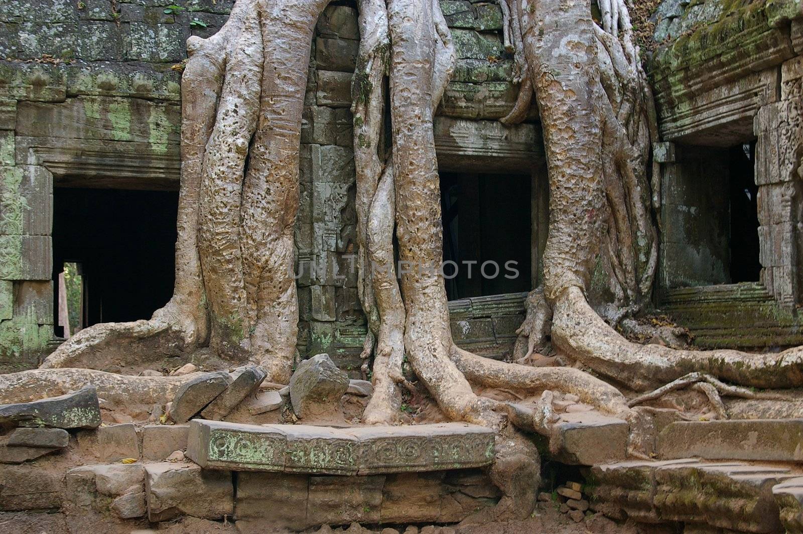 Bayon tree growing on Bayon Temple at Angkor Thom, Angkor, Cambodia. This location has been used in various films, such as The Temple of Doom and Tomb Raider.
