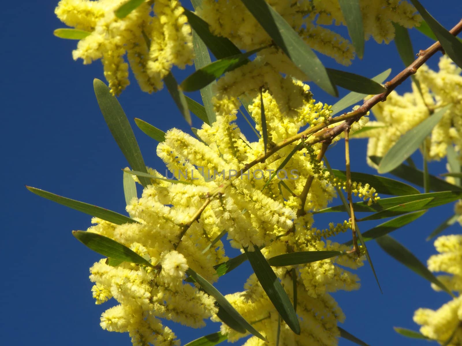 flowered mimosa branches by jbouzou