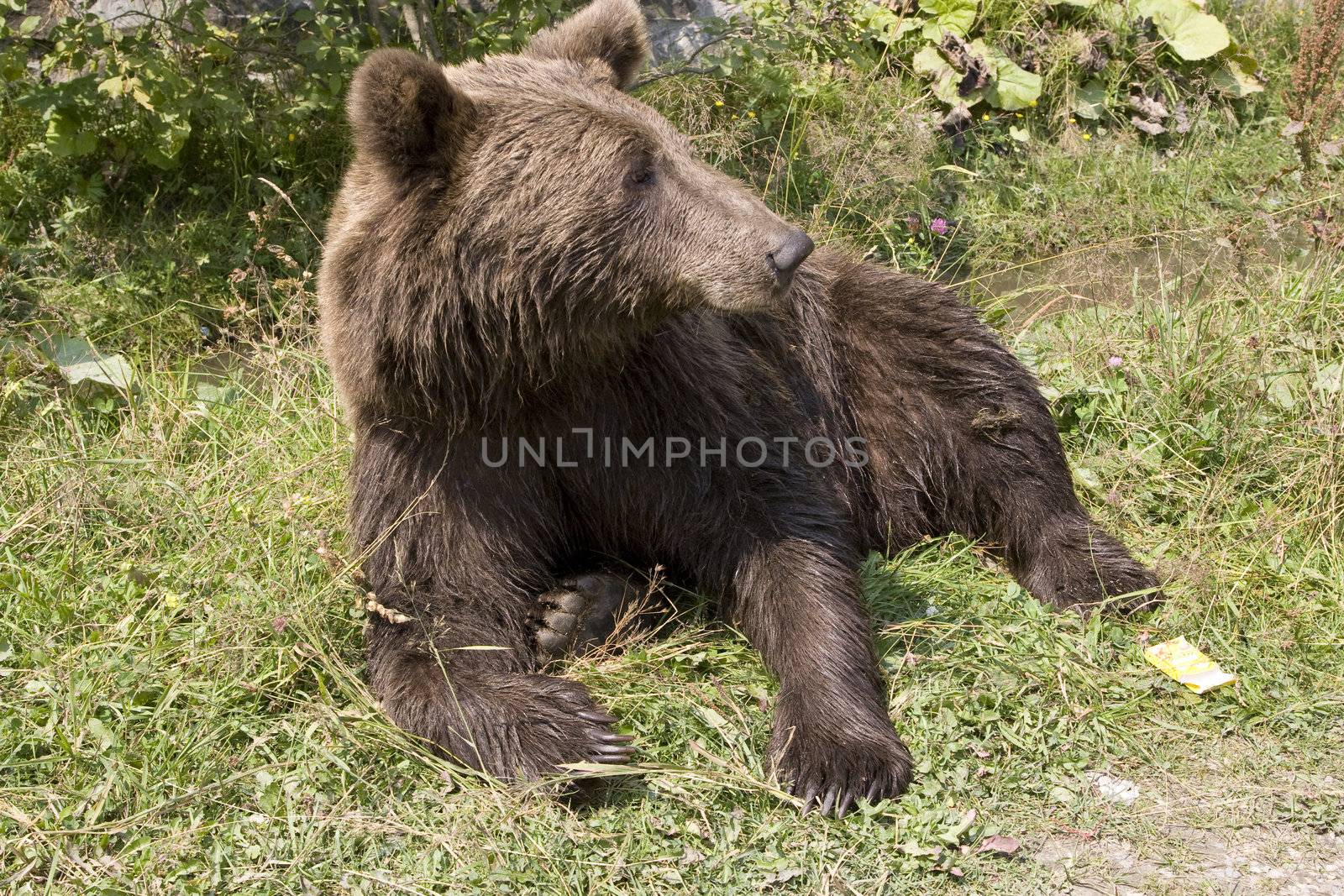 Young wild bear cooling in water on a sunny summer afternoon near Sinaia, Romania. Here bears got used to be fed by tourists and this became a problem both for humans and bears.