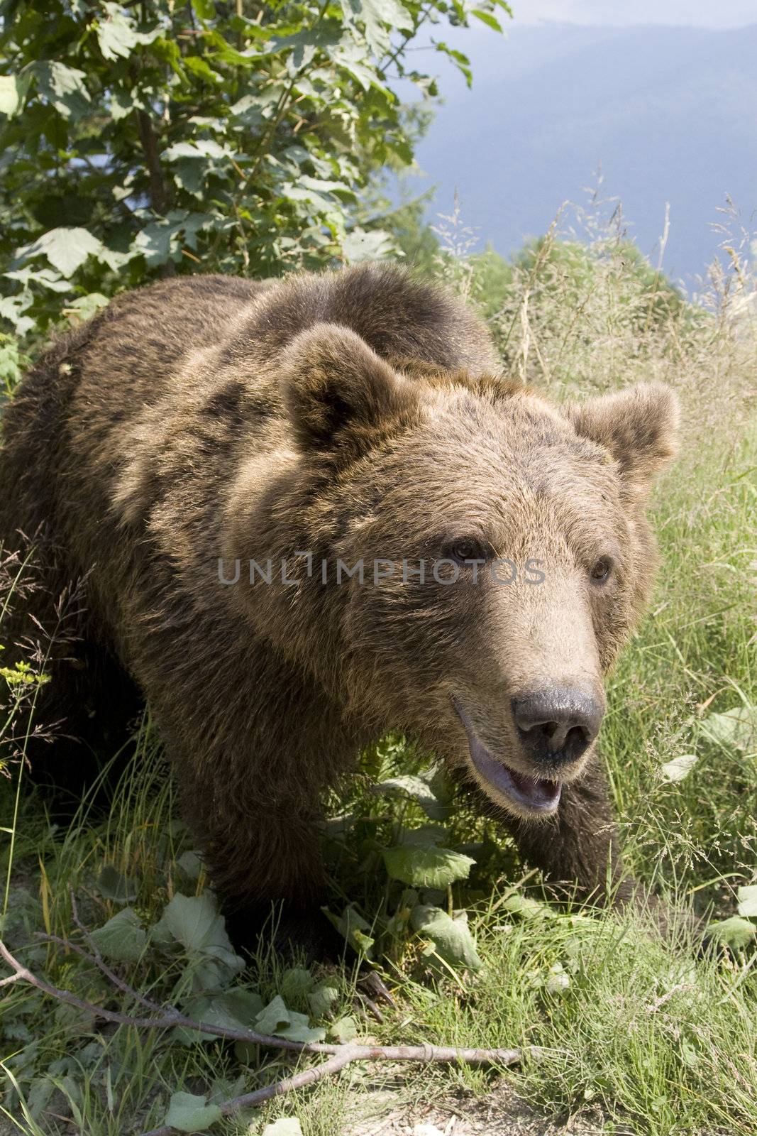 Wild Bear In The Forest by MihaiDancaescu