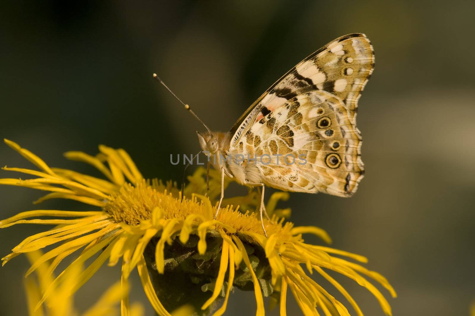 Butterfly Feeding On Yellow Flower by MihaiDancaescu