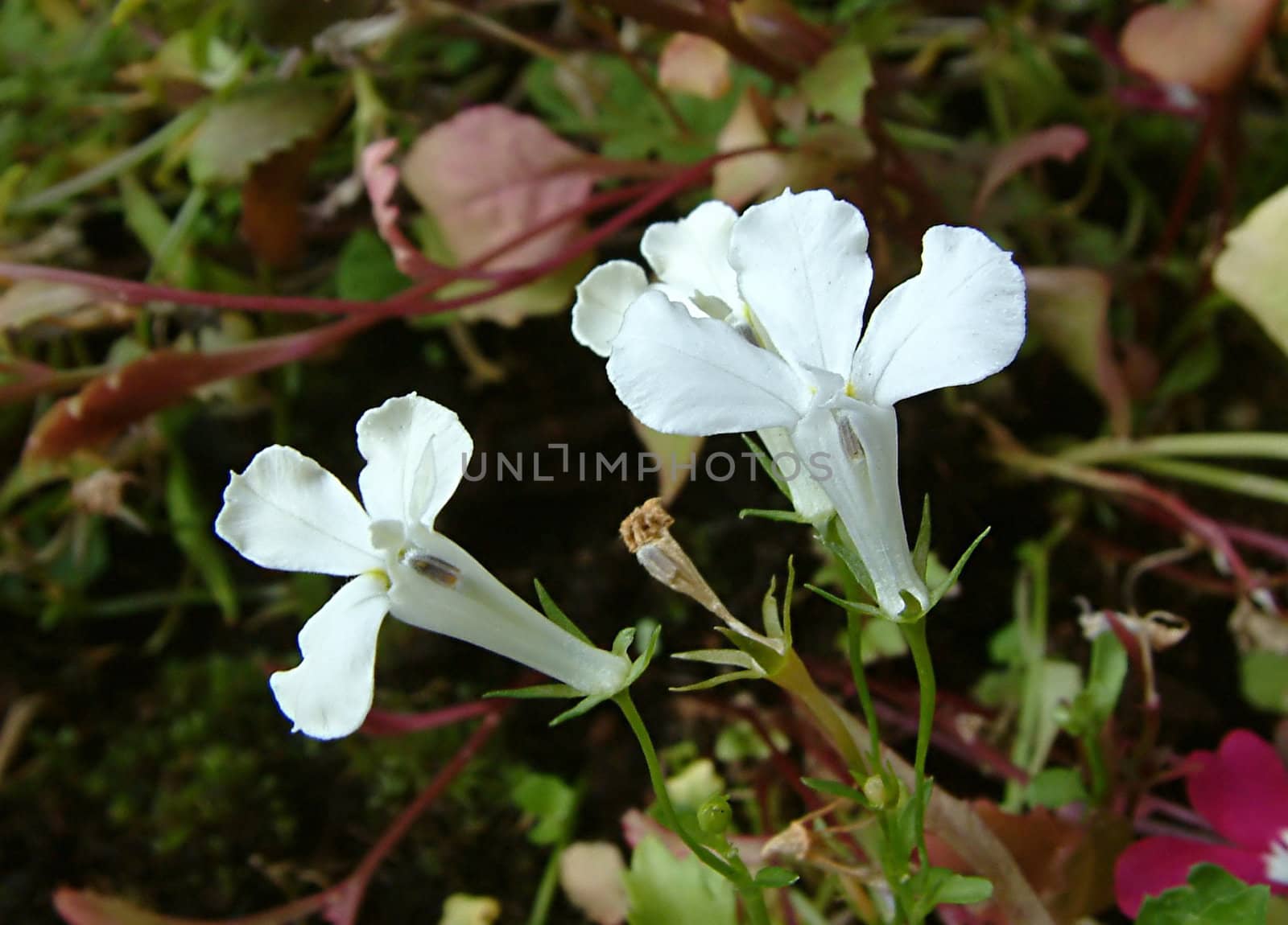 small white delicate flowers of the lobelia family