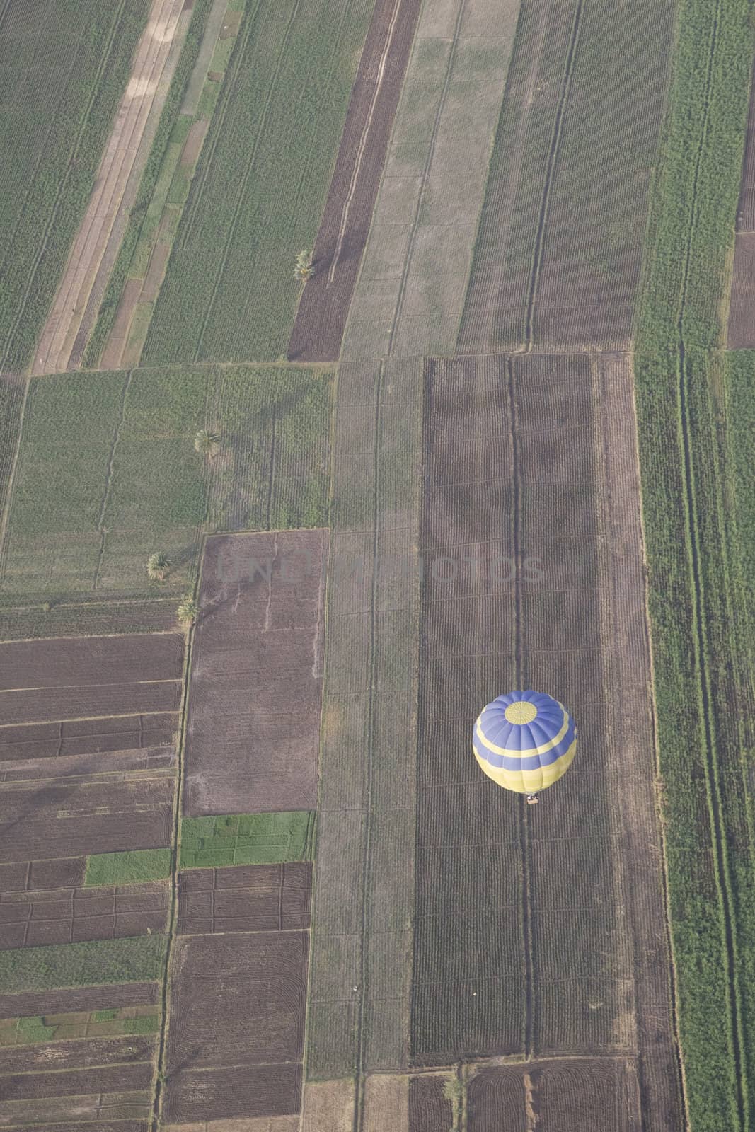 Balloon Ride Over Luxor by MihaiDancaescu