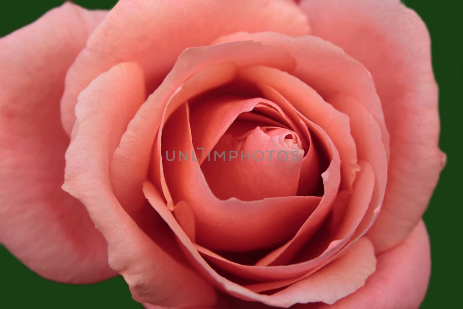 a close up of a beautiful pink rose