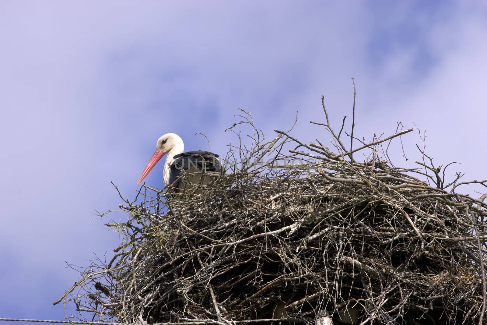 White stork (Ciconia ciconia) in the nest against blue sky with white clouds