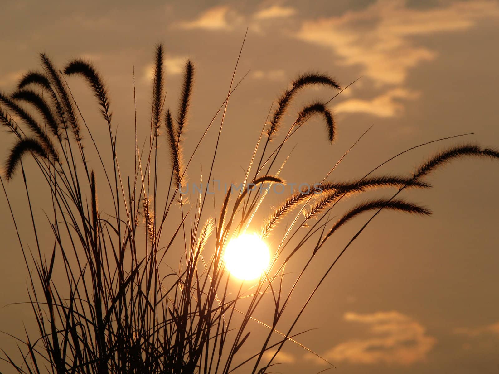 Decorative grass backlit by a brilliant sunset. 