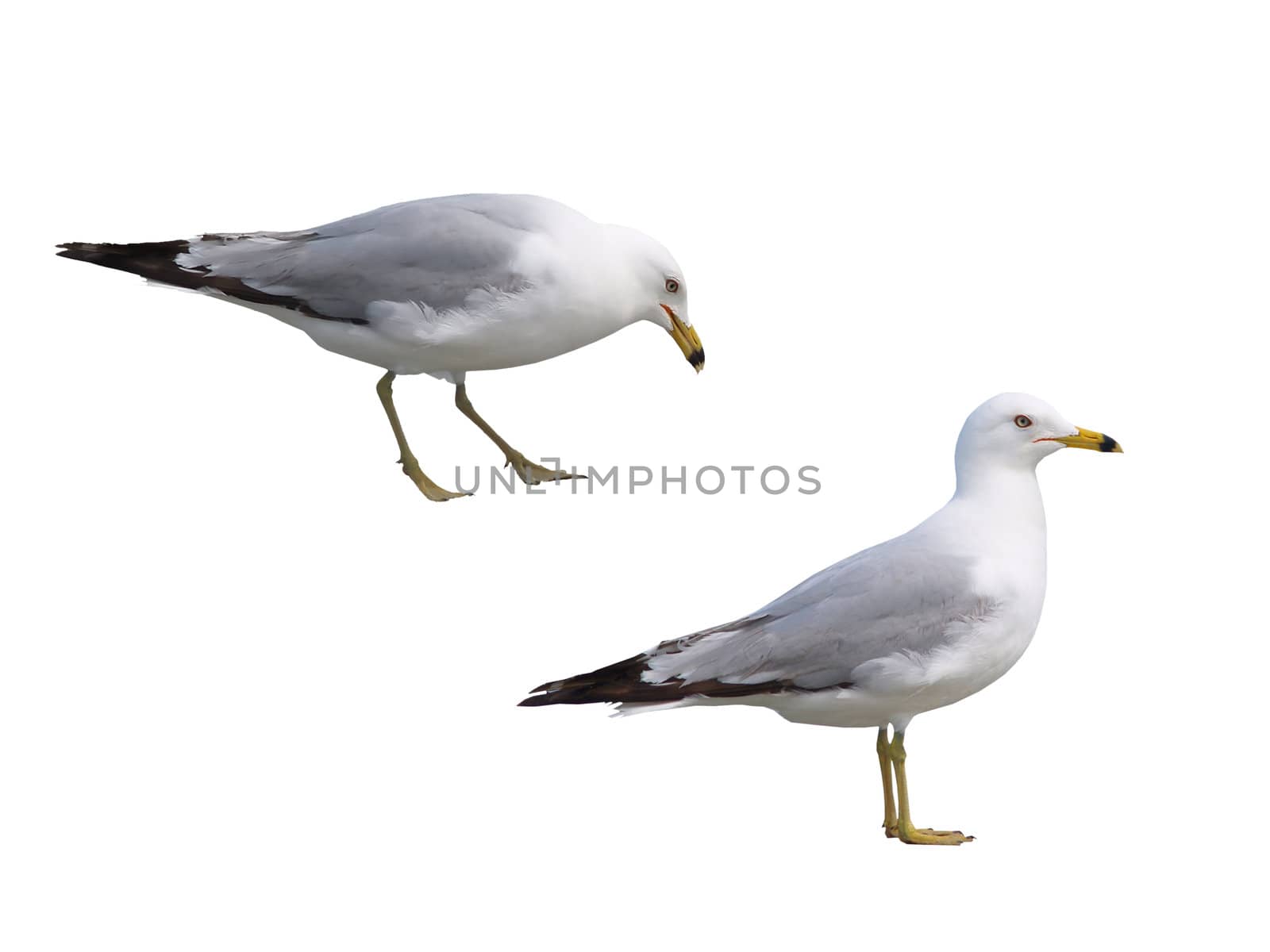 Two seagulls isolated on white, one standing and alert, the other looking down. The won't get upset when they're separated, as they're not particularly attached to each other.