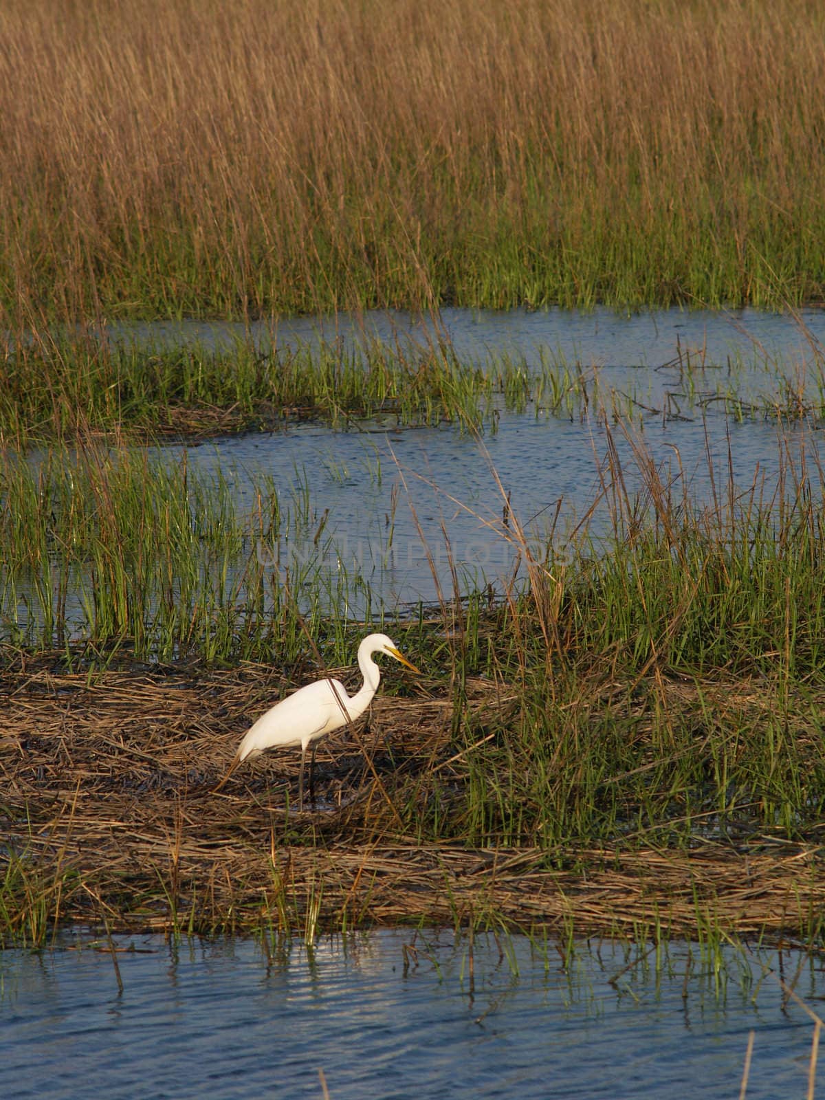 White egret standing in a reedy salt marsh near the coast. Copyspace for text. Vertical orientation.