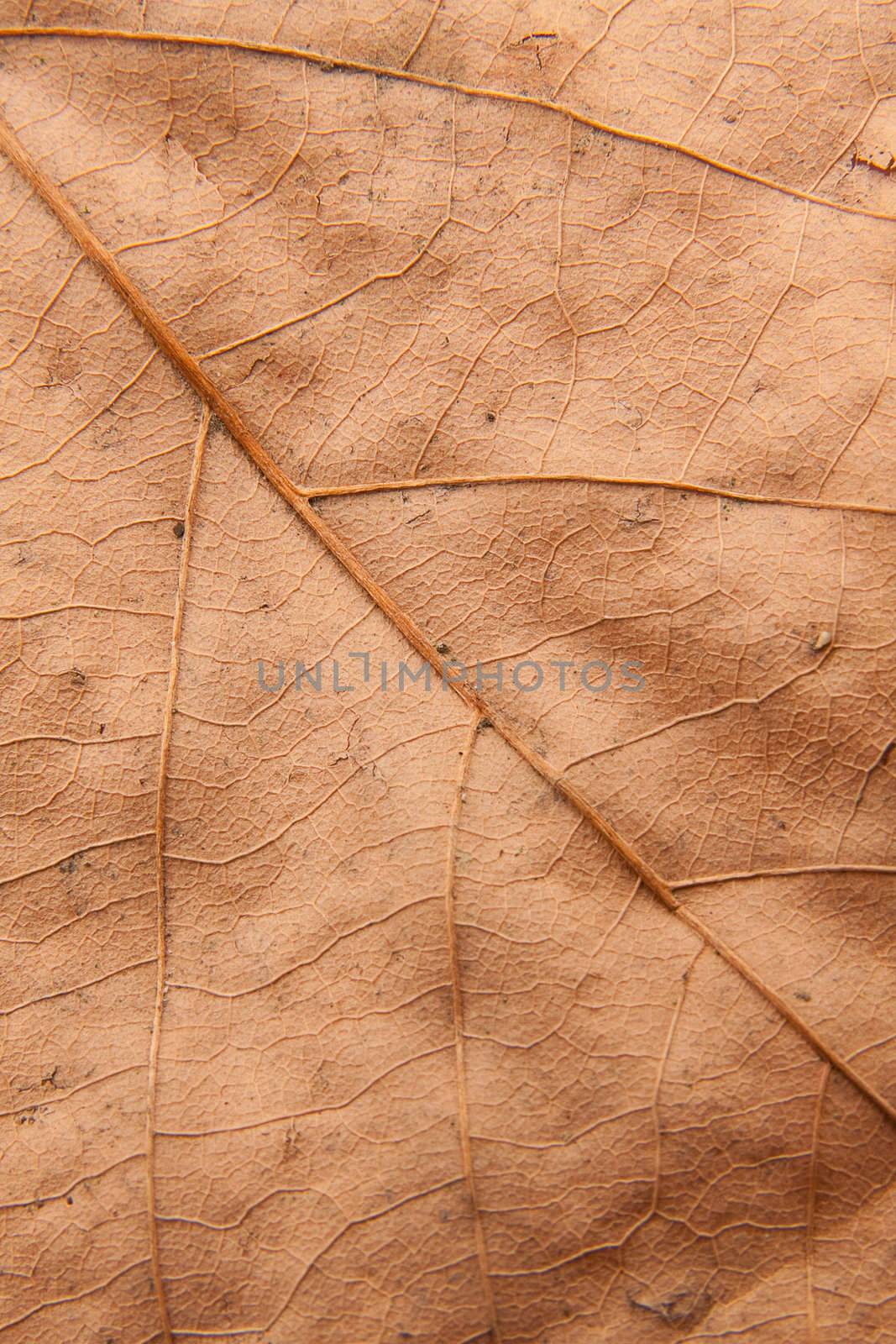 Close up background texture of brown leaf with veins