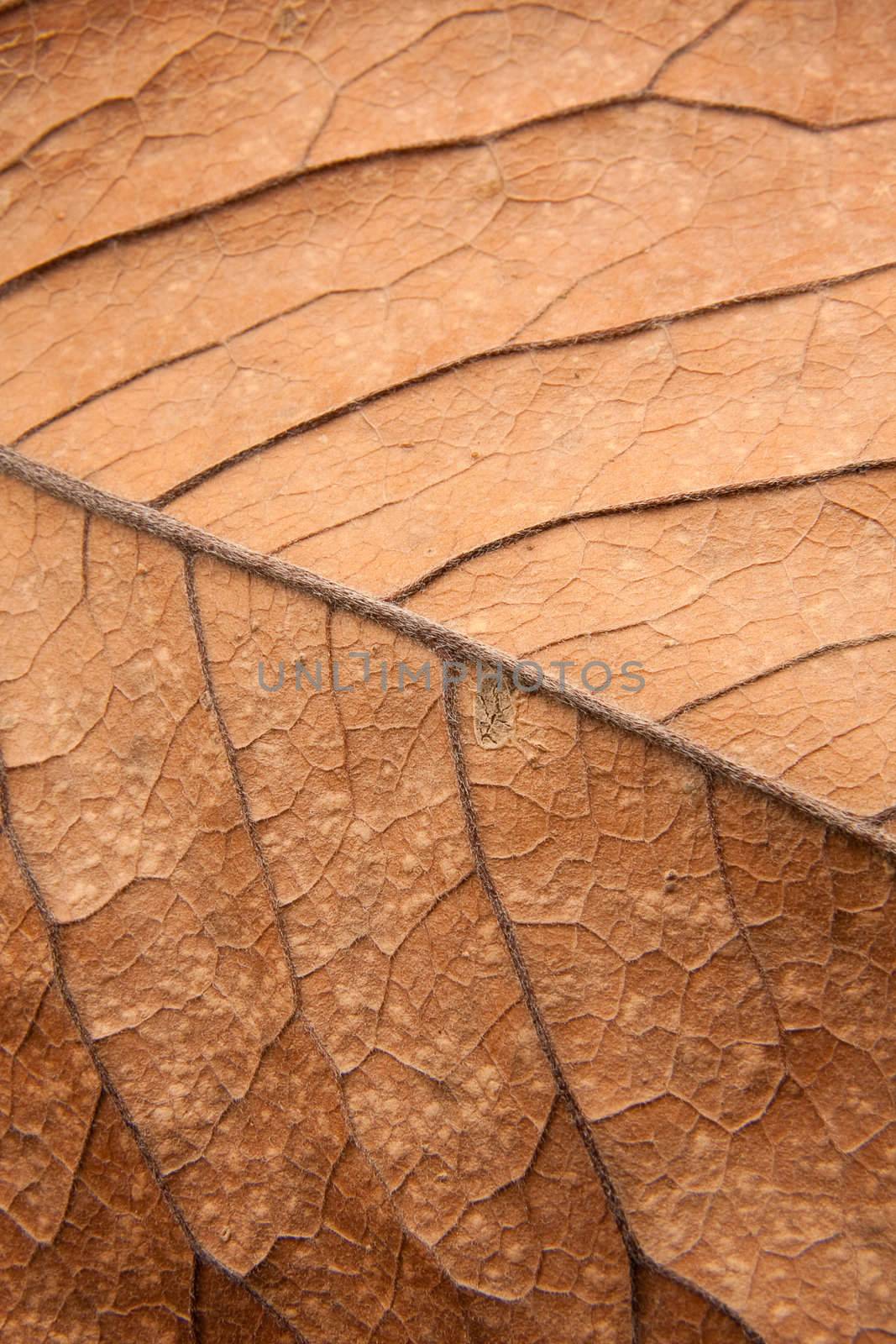 Close up background texture of brown leaf by svanblar