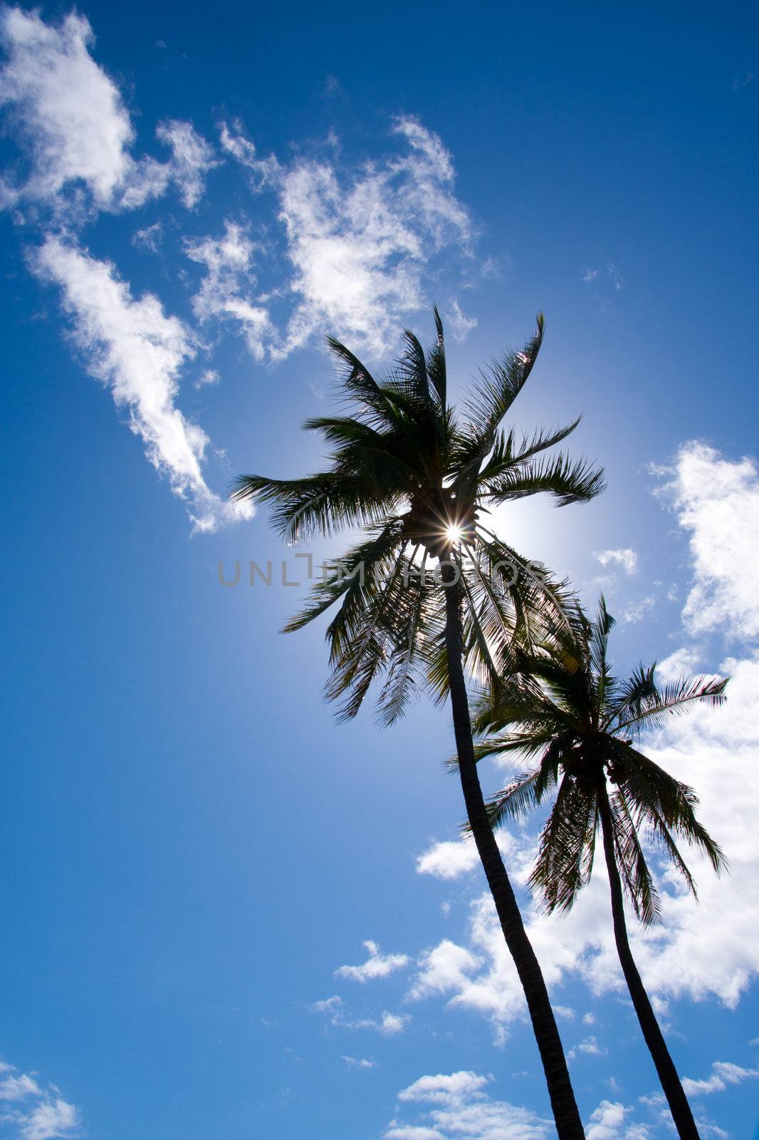 Palm trees silhouette on beautiful blue sky with white clouds by svanblar