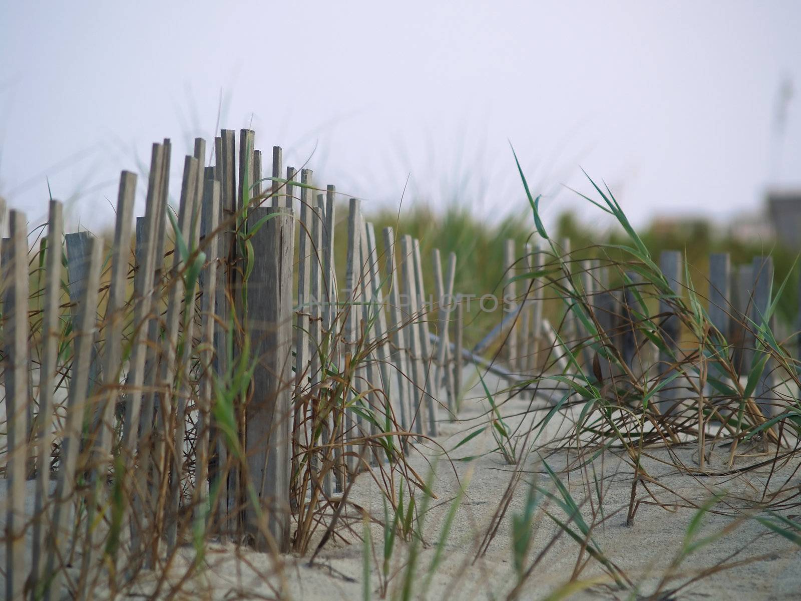 An old wooden dune fence in a sand dune with sea oats.