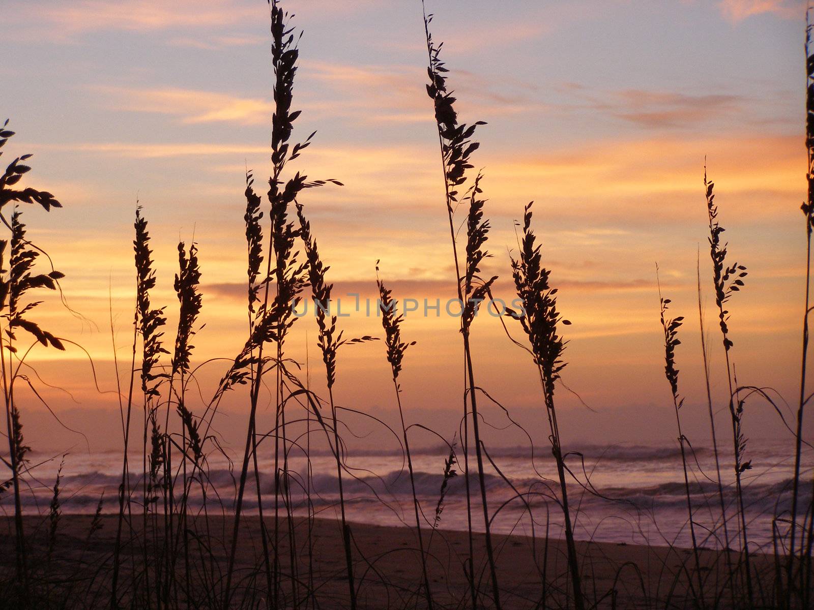 View of the ocean surf and colorful sunrise beyond the sea grass silhouetted in the forground. 