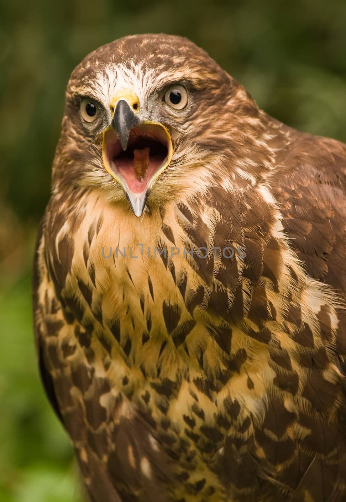 Buzzard screaming by Colette