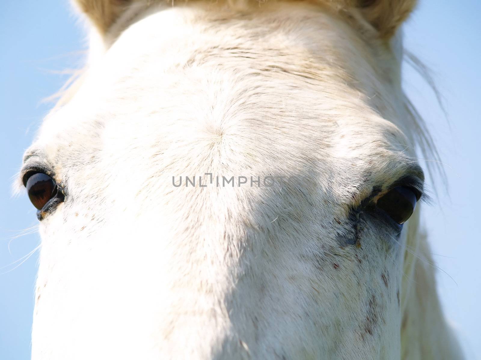 Closeup of a white horse's face and eyes