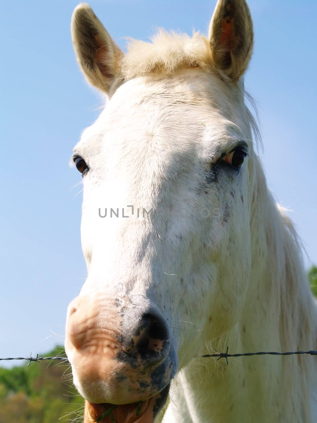 Closeup of a white horse's head over a barbed wire fence