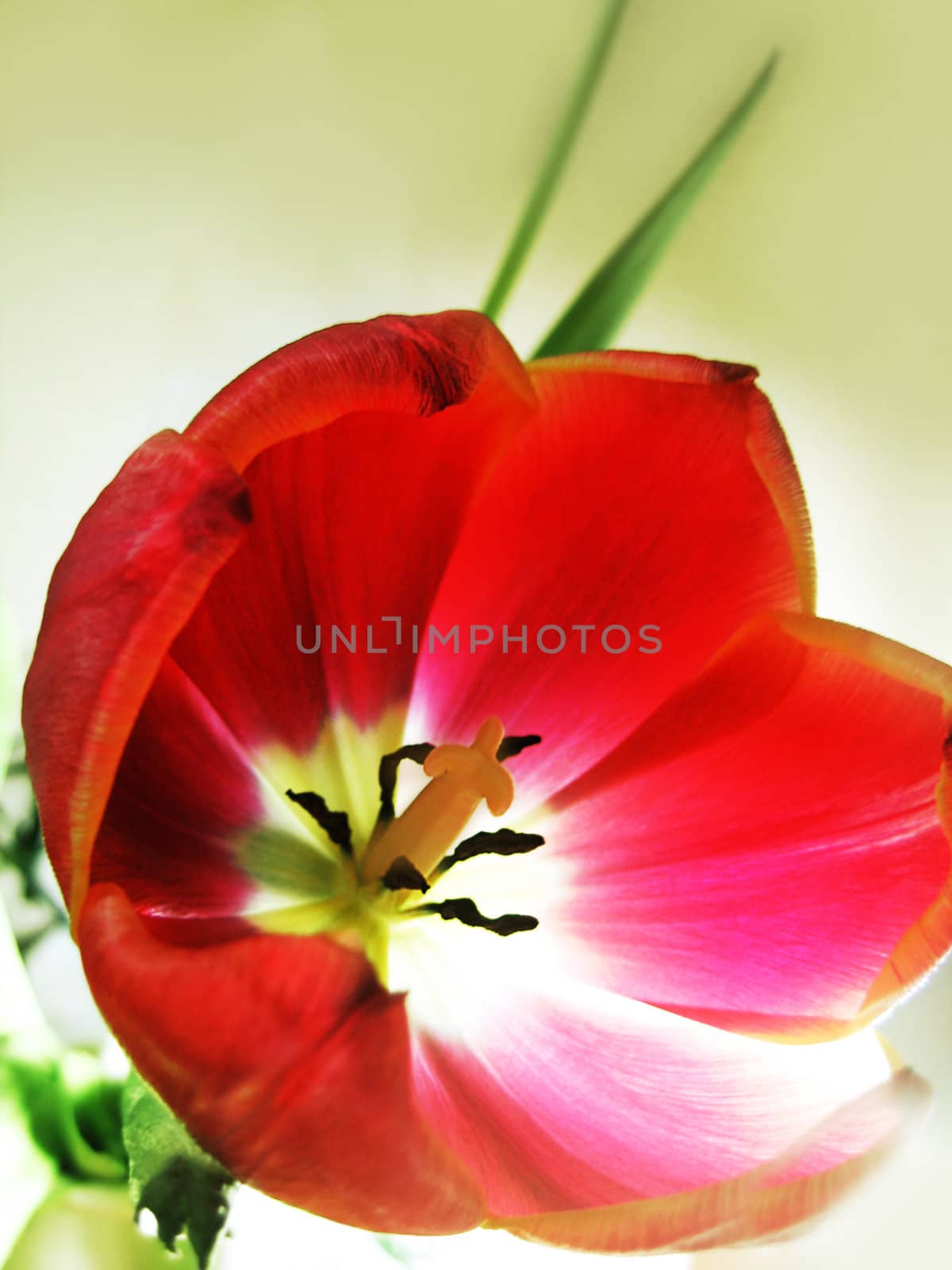 Red opened tulip under vibrant light