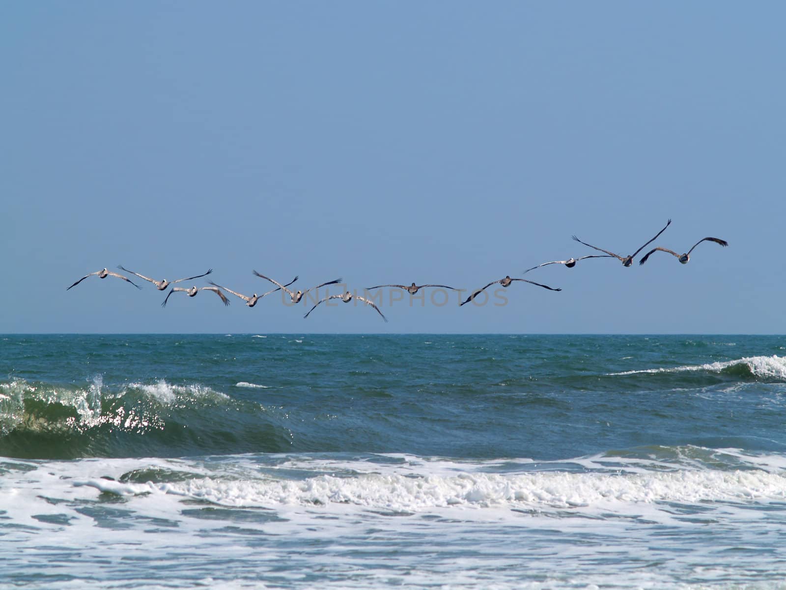 Eleven pelicans flying away in formation over the surf