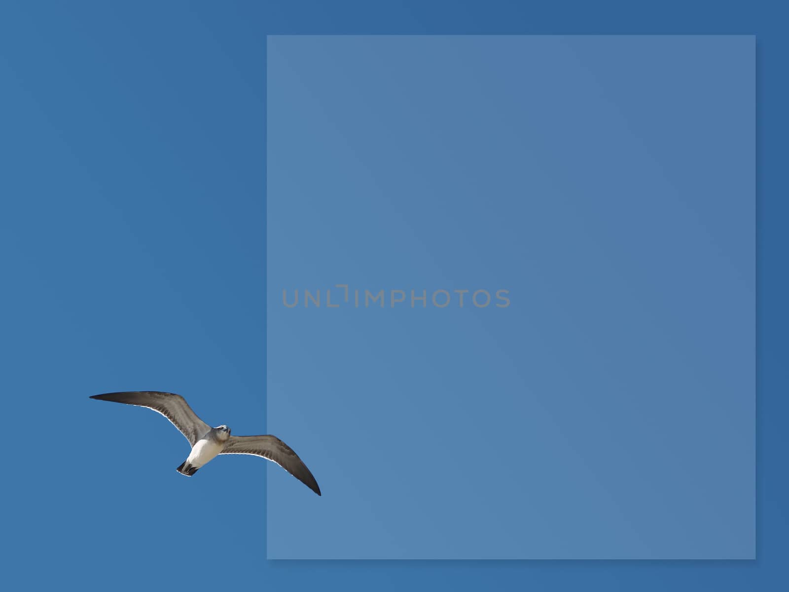 Seagull against clear sky with vertical textbox