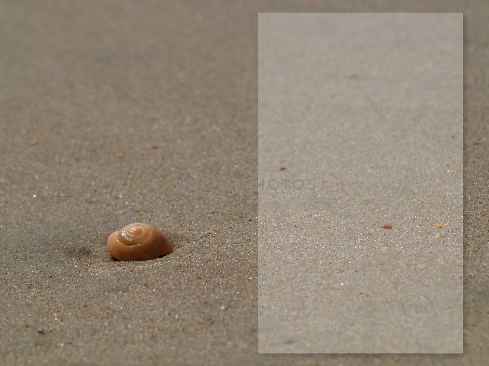 Spiral shell on a sandy beach with a short depth of field and a text box