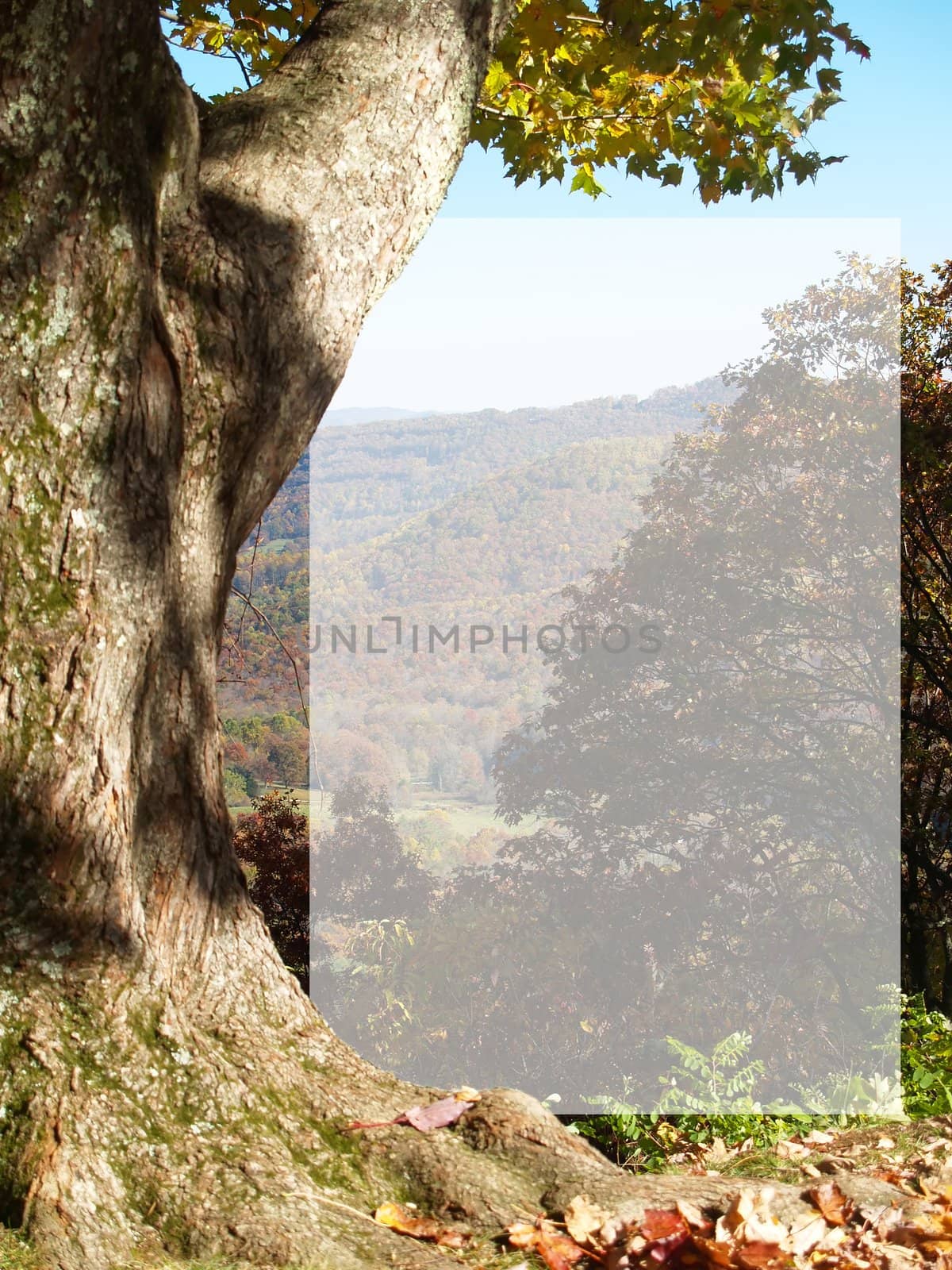 Maple tree framing a mountain view with a text box