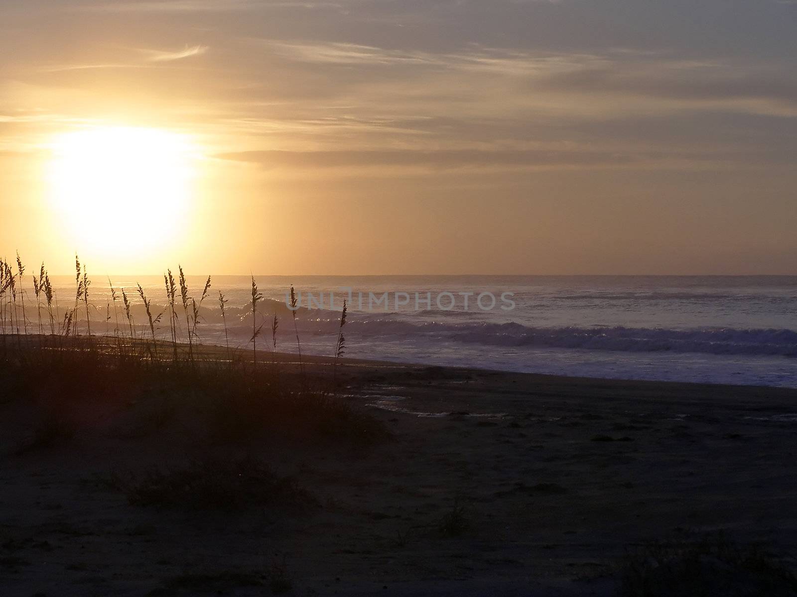 Sea oats in silhouette against a misty sunrise, with room for text