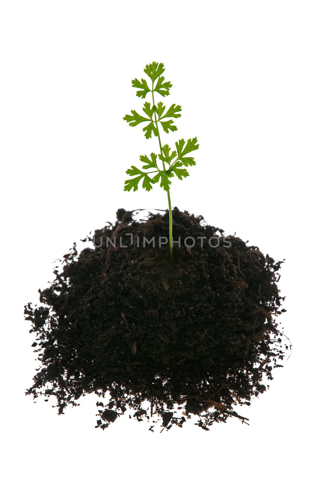 Young green plant isolated on a white background.