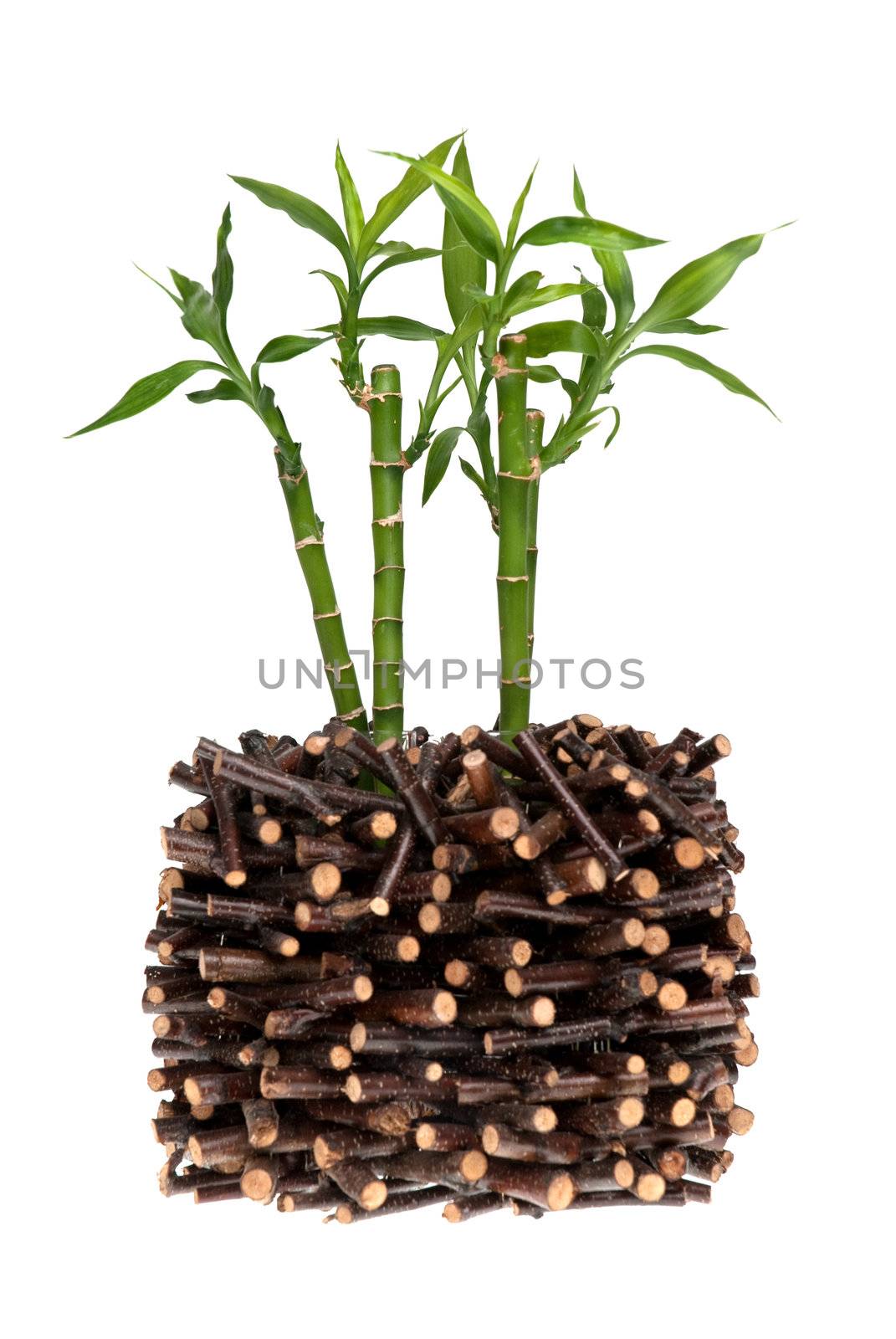 Green bamboo isolated on white background.