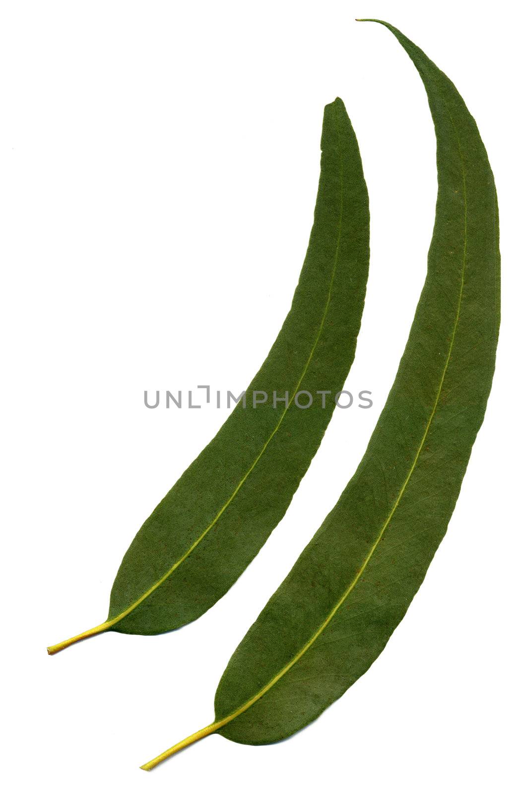 Green eucalyptus leaves isolated on white background.