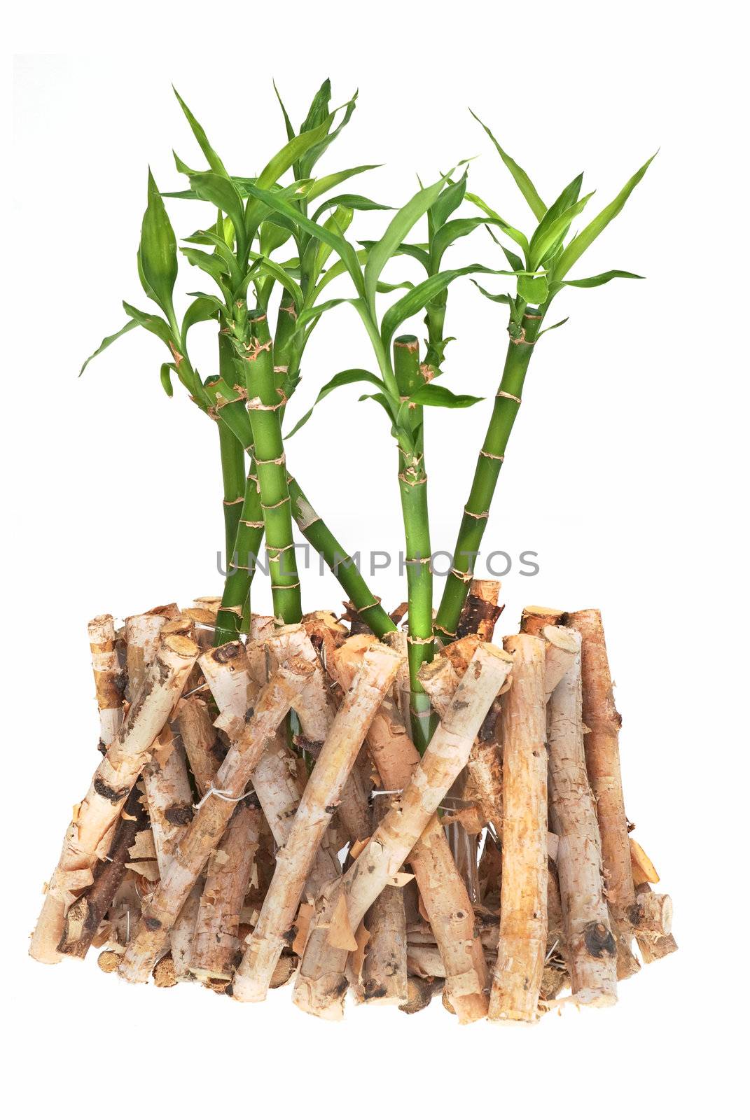 Green bamboo isolated on white background.