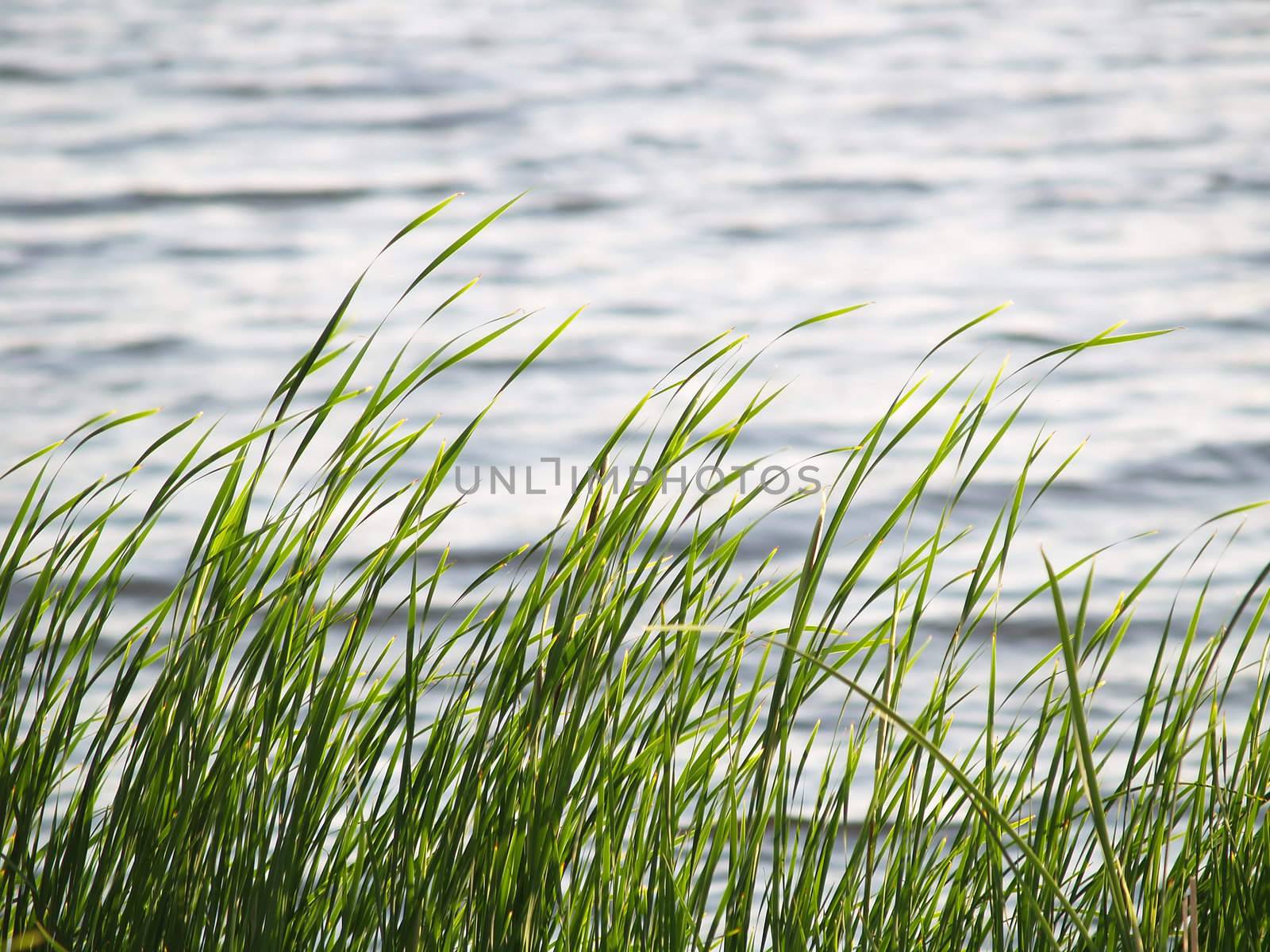 Closeup view of grass along the water's edge
