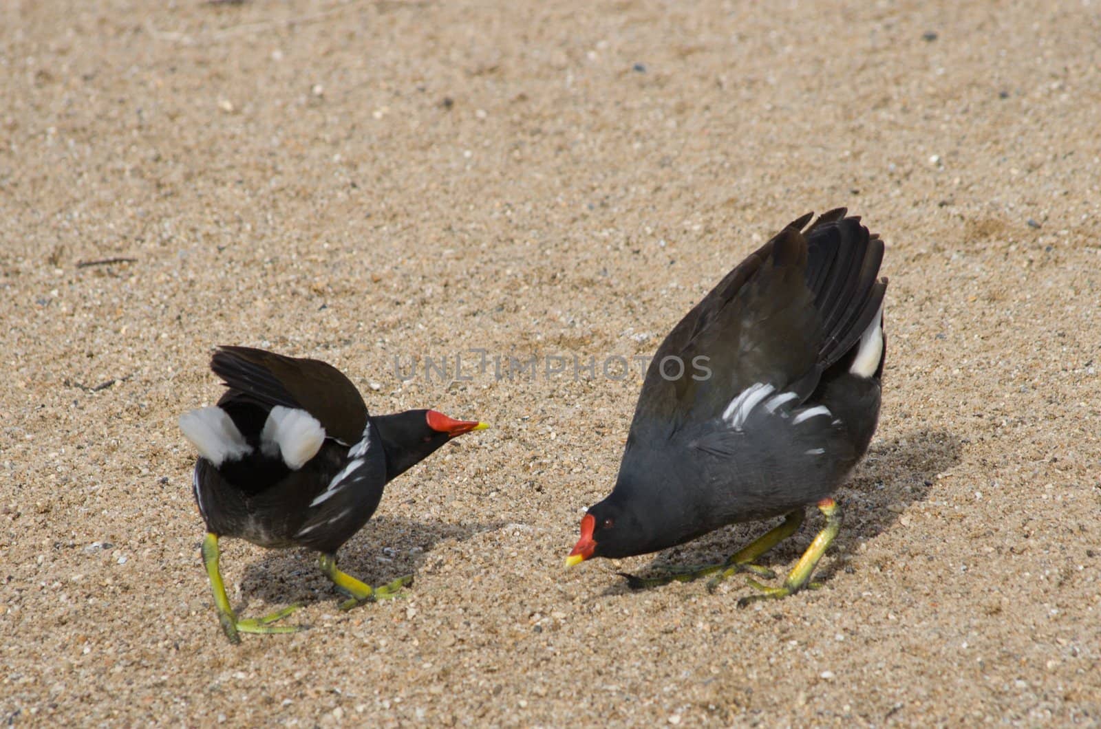 Two common moorhens getting angry against each other and attacking