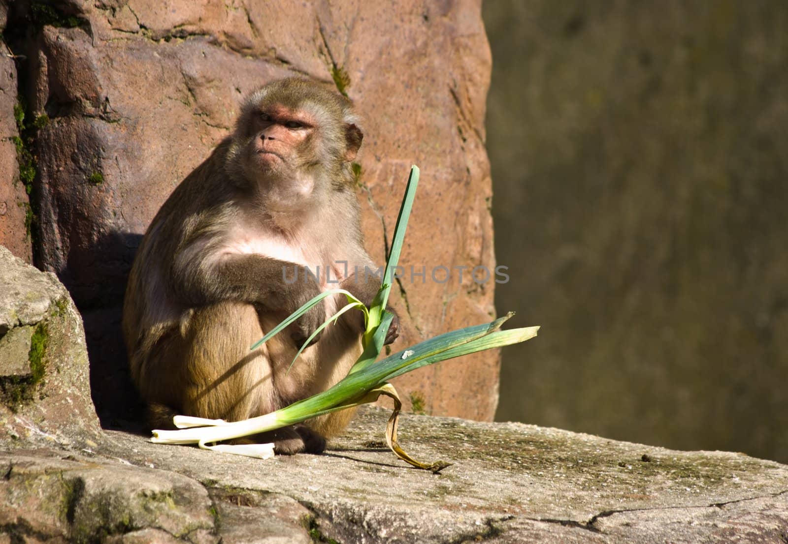 Rhesus ape in the sun by Colette