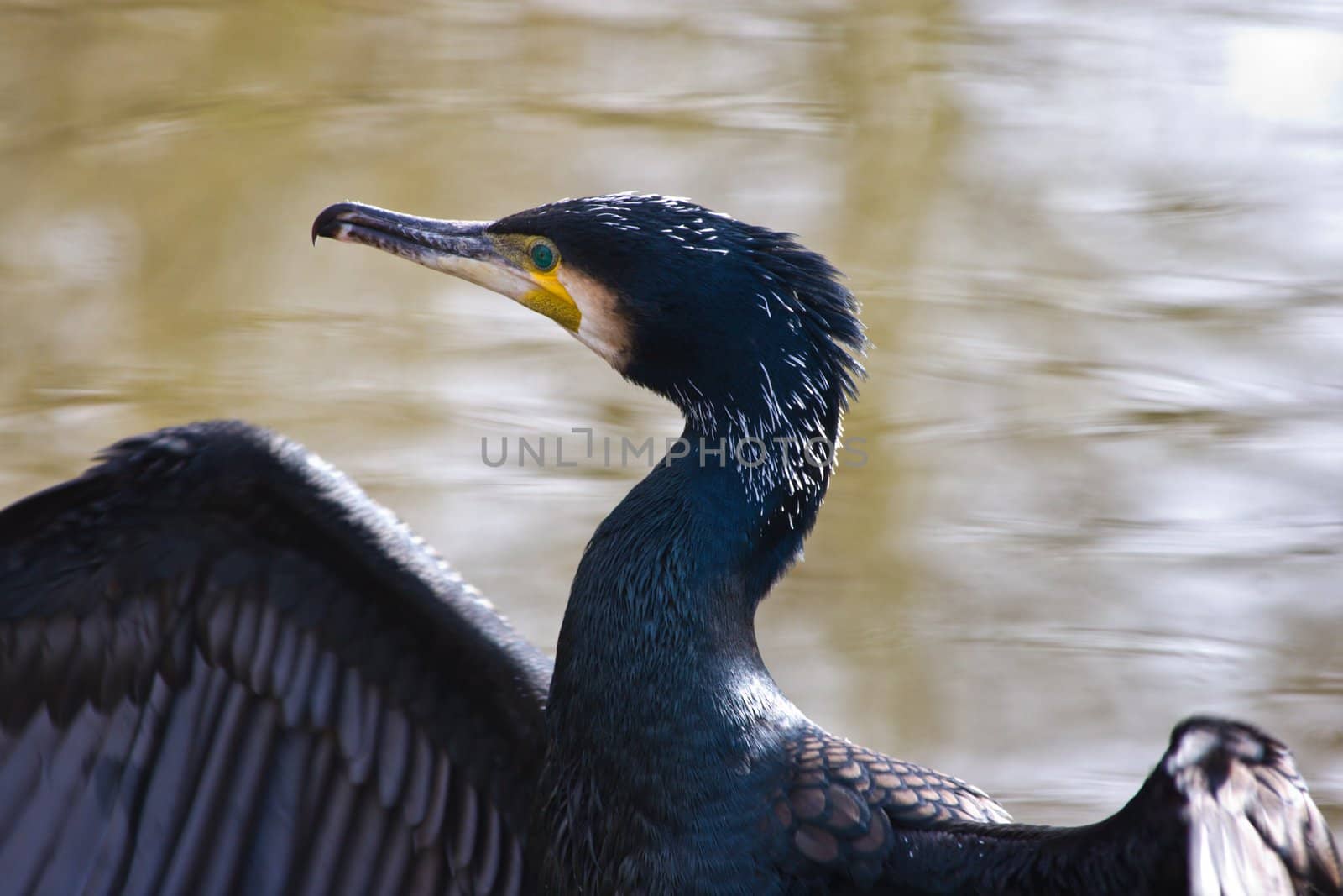 Great cormorant is drying its feathers after fishing  