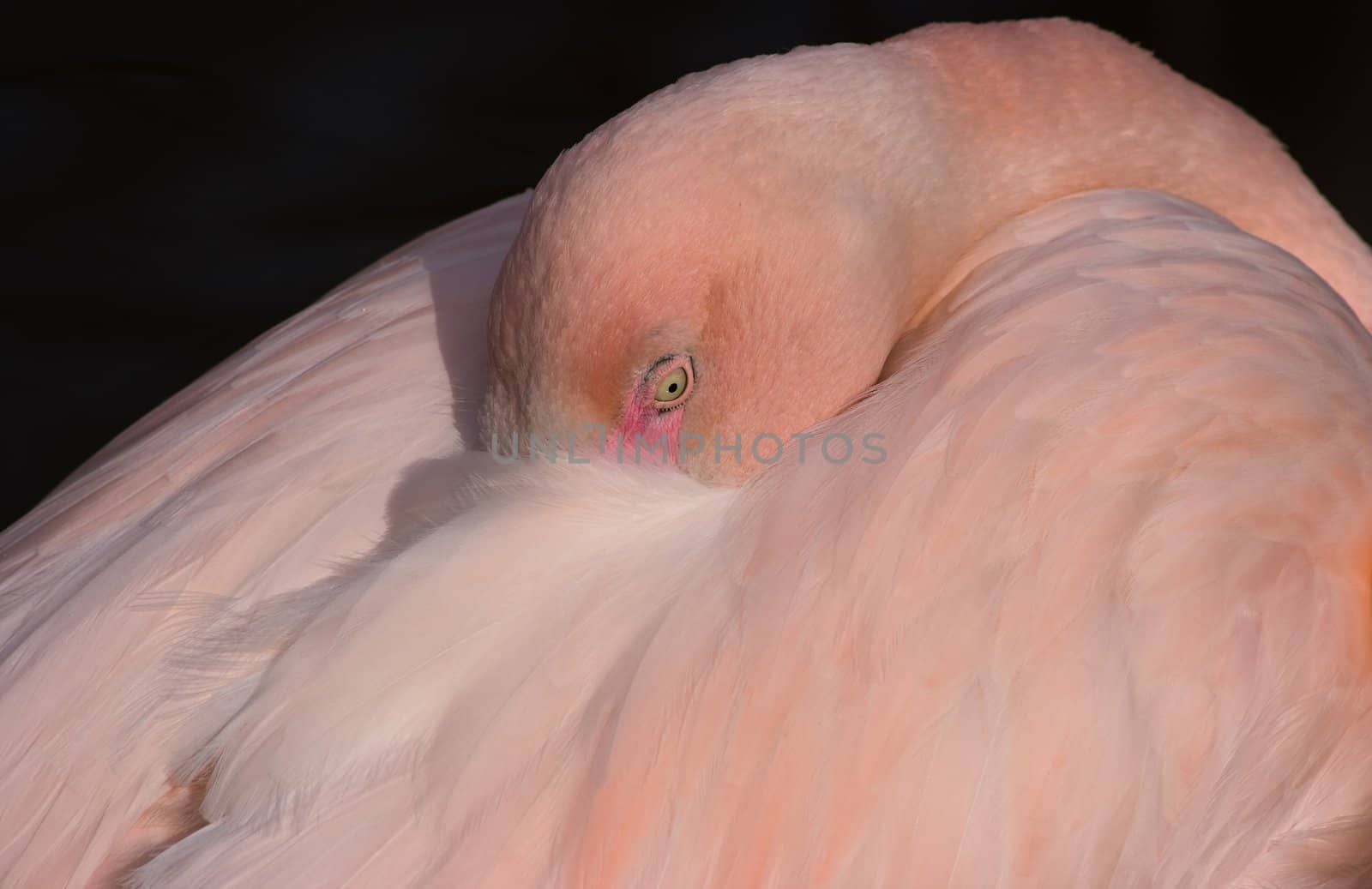 Pink flamingo by Colette