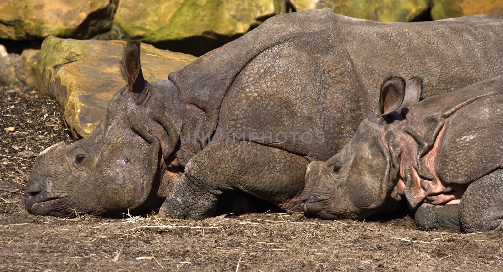 Indian Rhinoceros- mother and kid resting in he sun