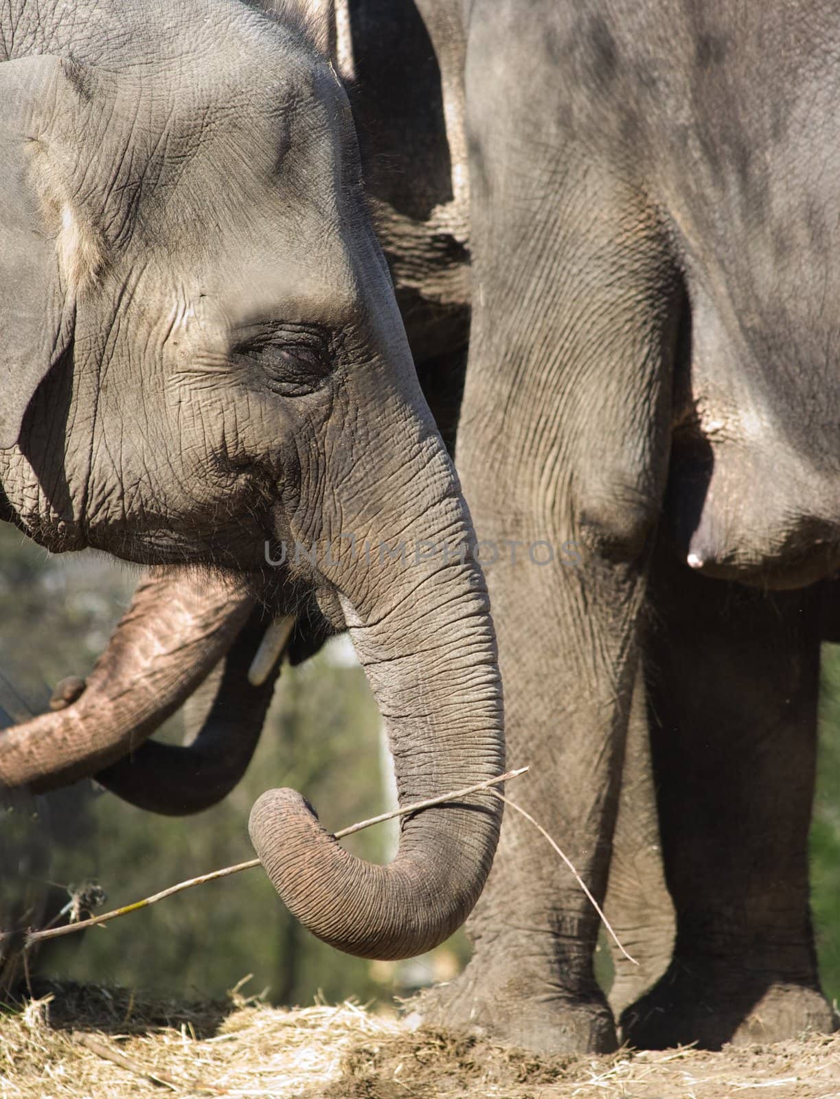 Asian elephants - mother and kid
playing with branch