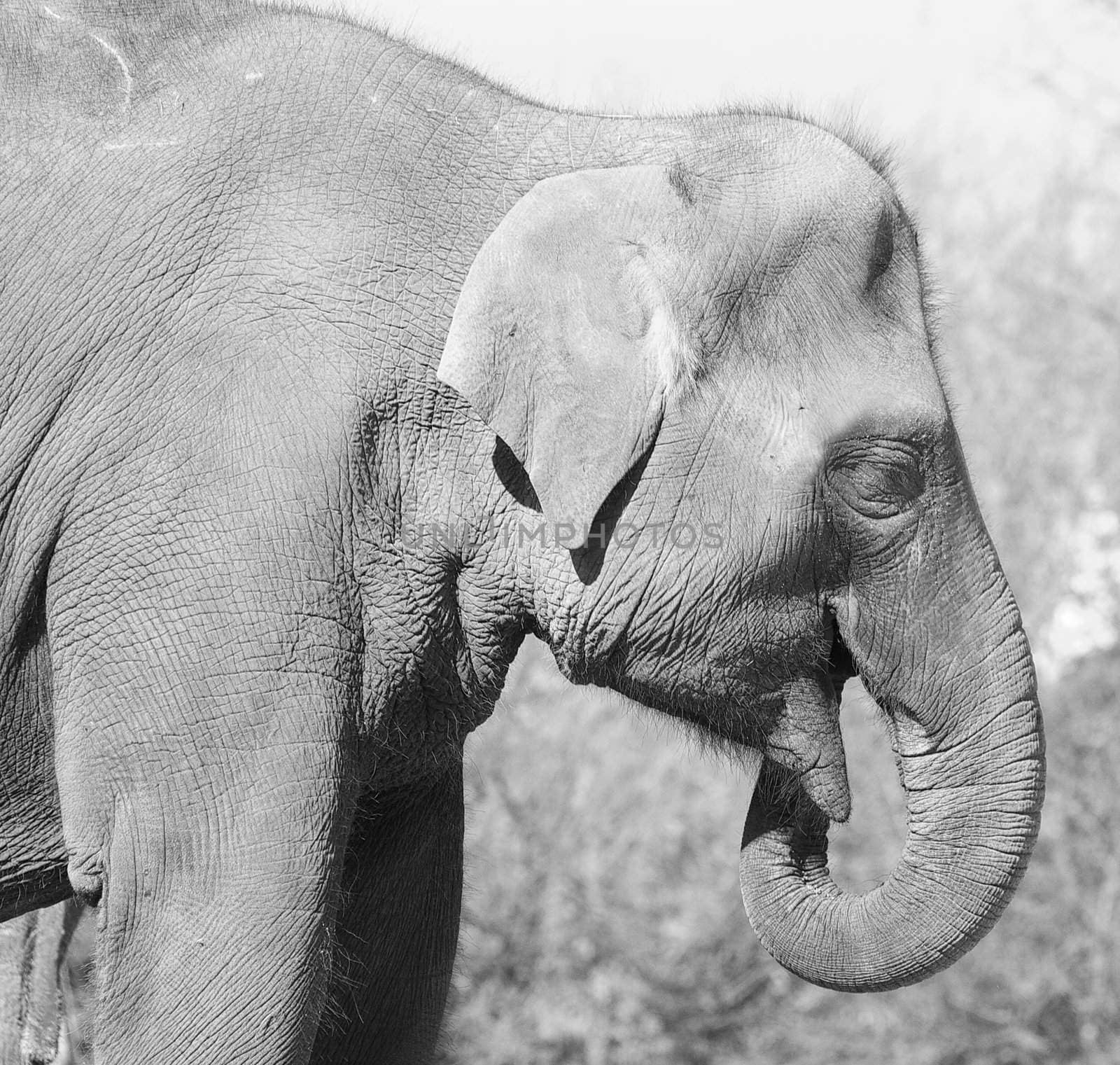 Asian elephant eating - black and white image