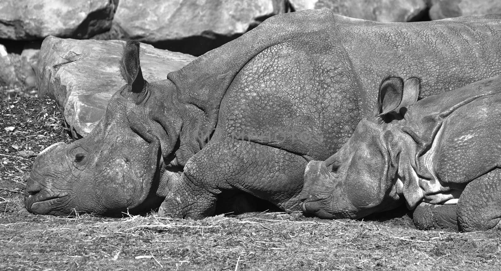 Indian Rhinoceros- mother and kid resting in he sun-black and white image