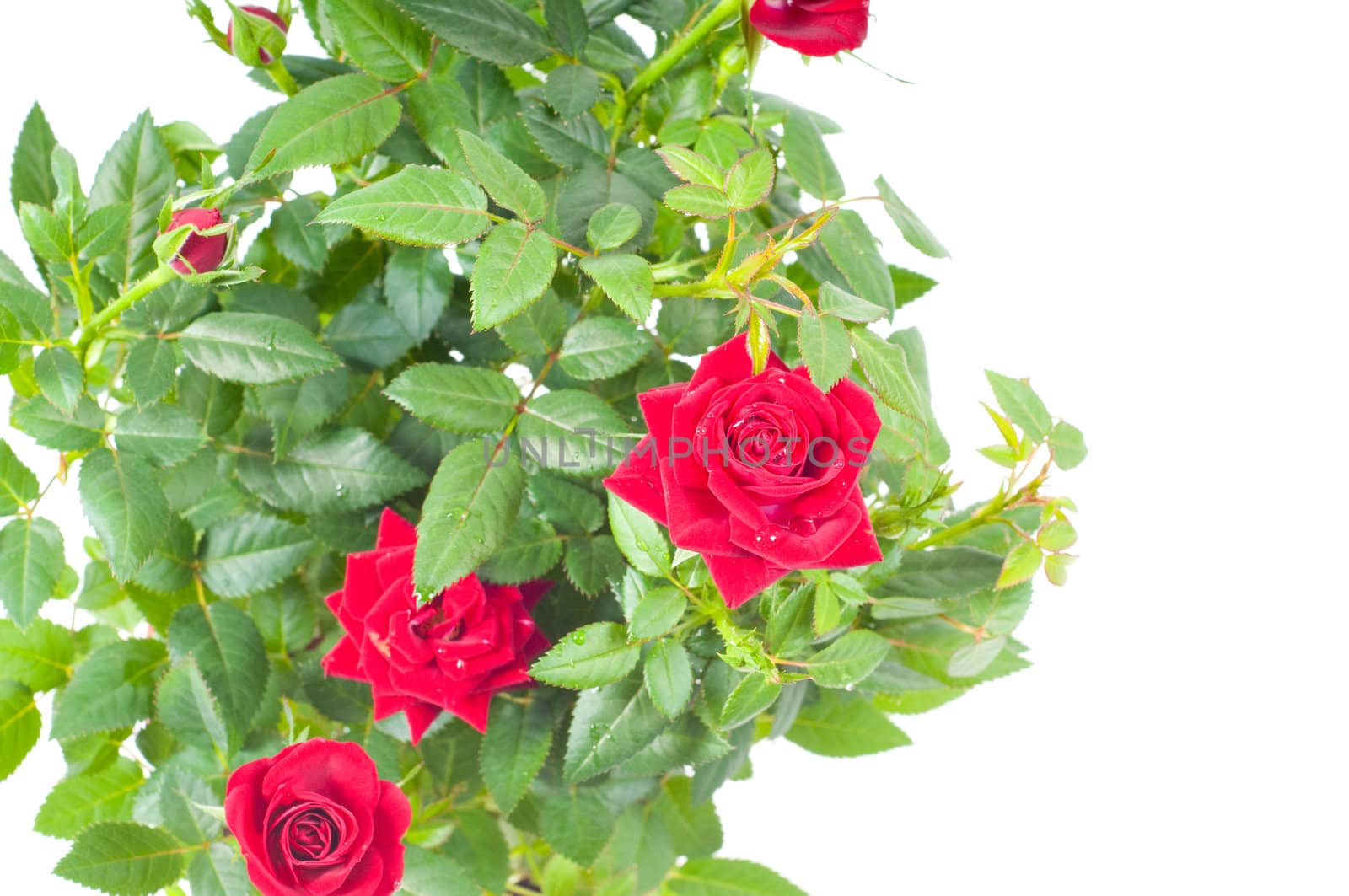 Studio shot of red roses isolated on white
