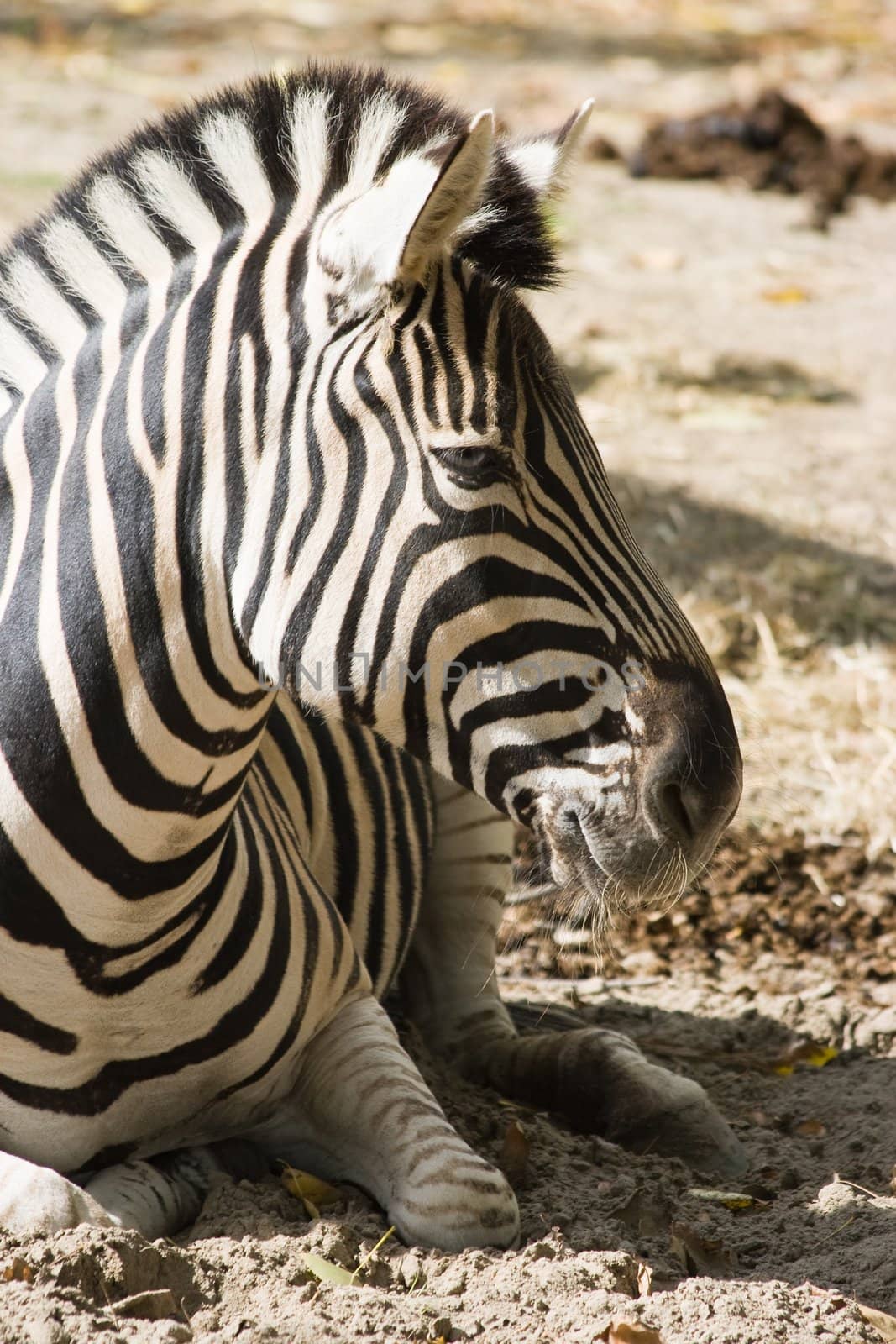 Zebra resting by Colette