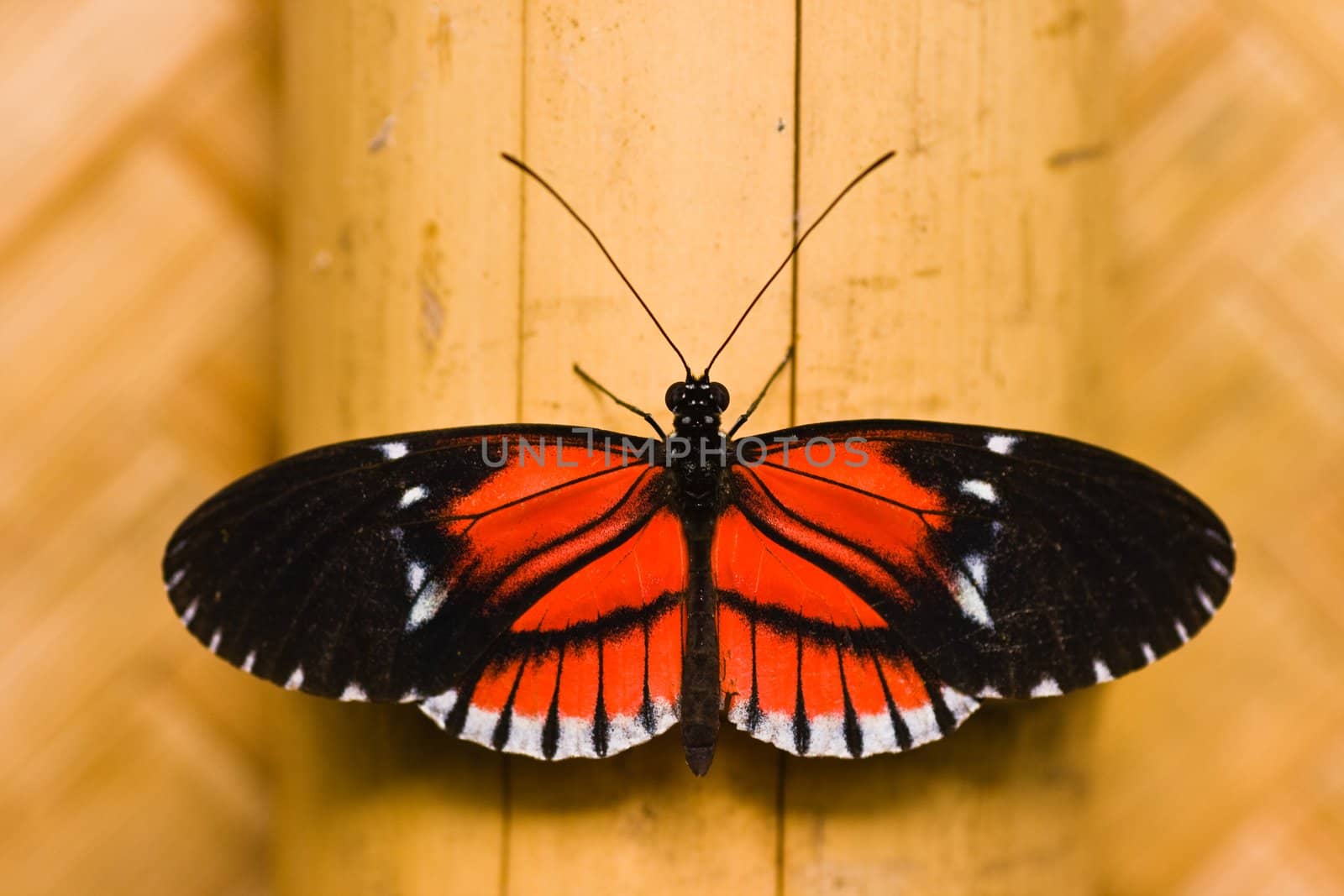 Butterfly Heleconius melpomene resting on bamboo wall