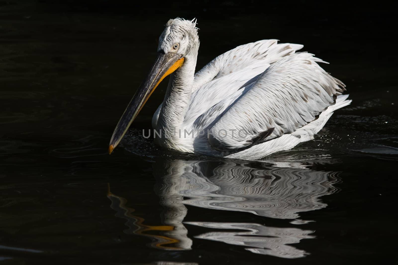Swimming pelican in afternoon sunlight-with reflection in the water