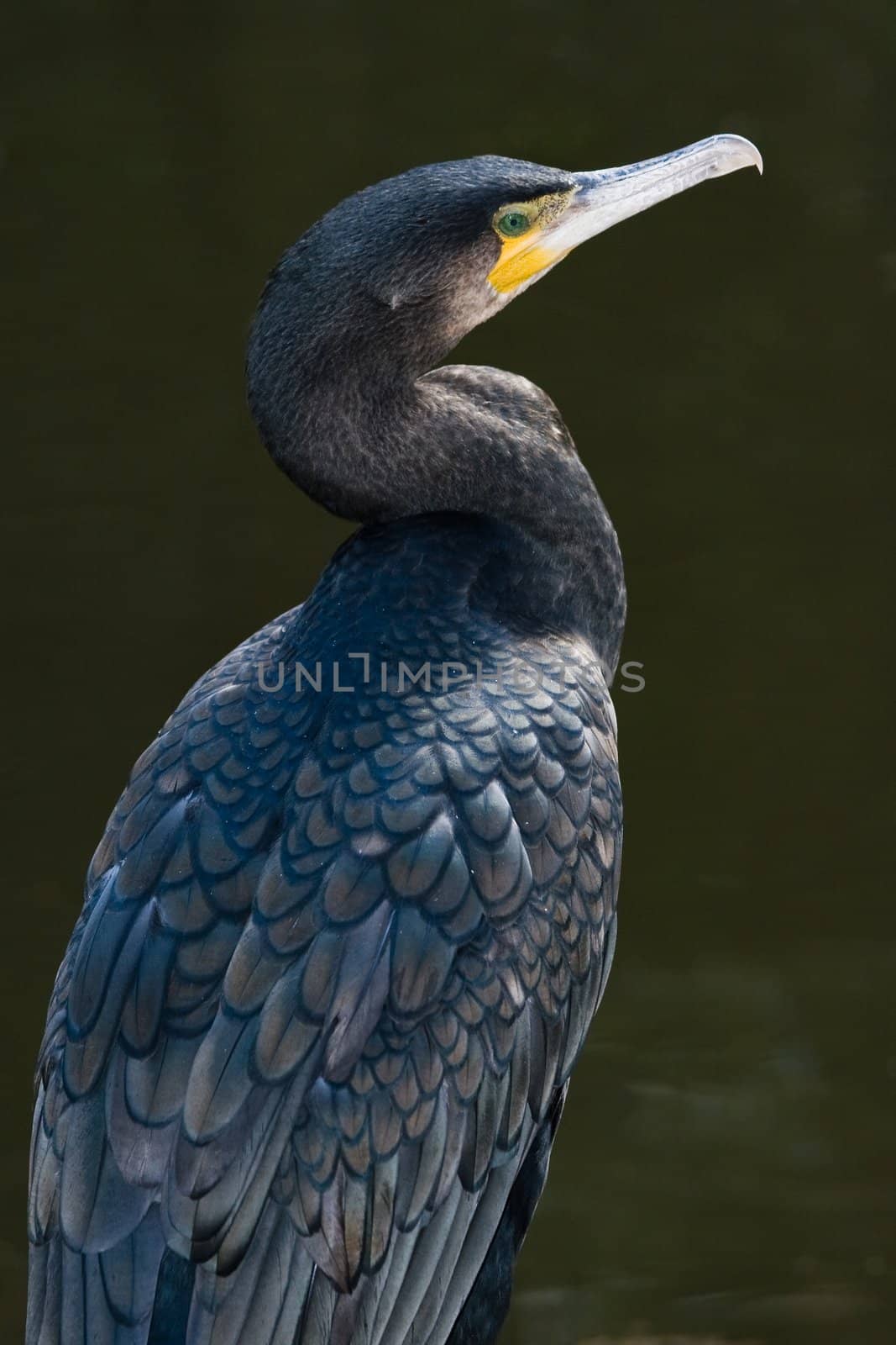 Great cormorant standing at the waterside in afternoon sun 