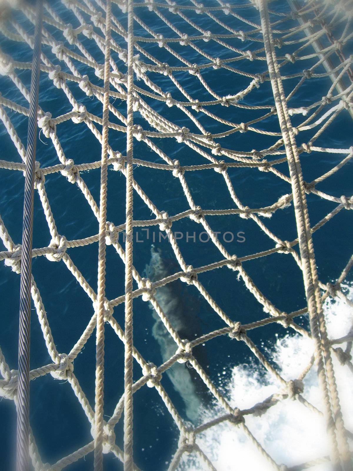 Ship Net in the Whitsunday National Park, Australia