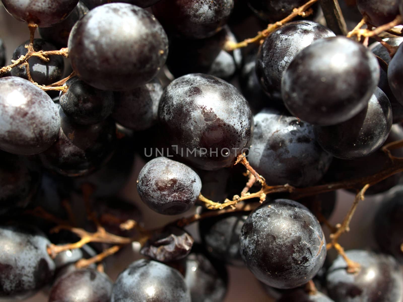 Grape of vitis