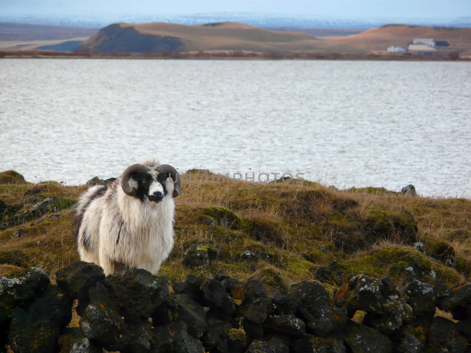 Typical Iceland sheep with horns and a thick layer of wool in front of Lake Myvatn in northern Iceland